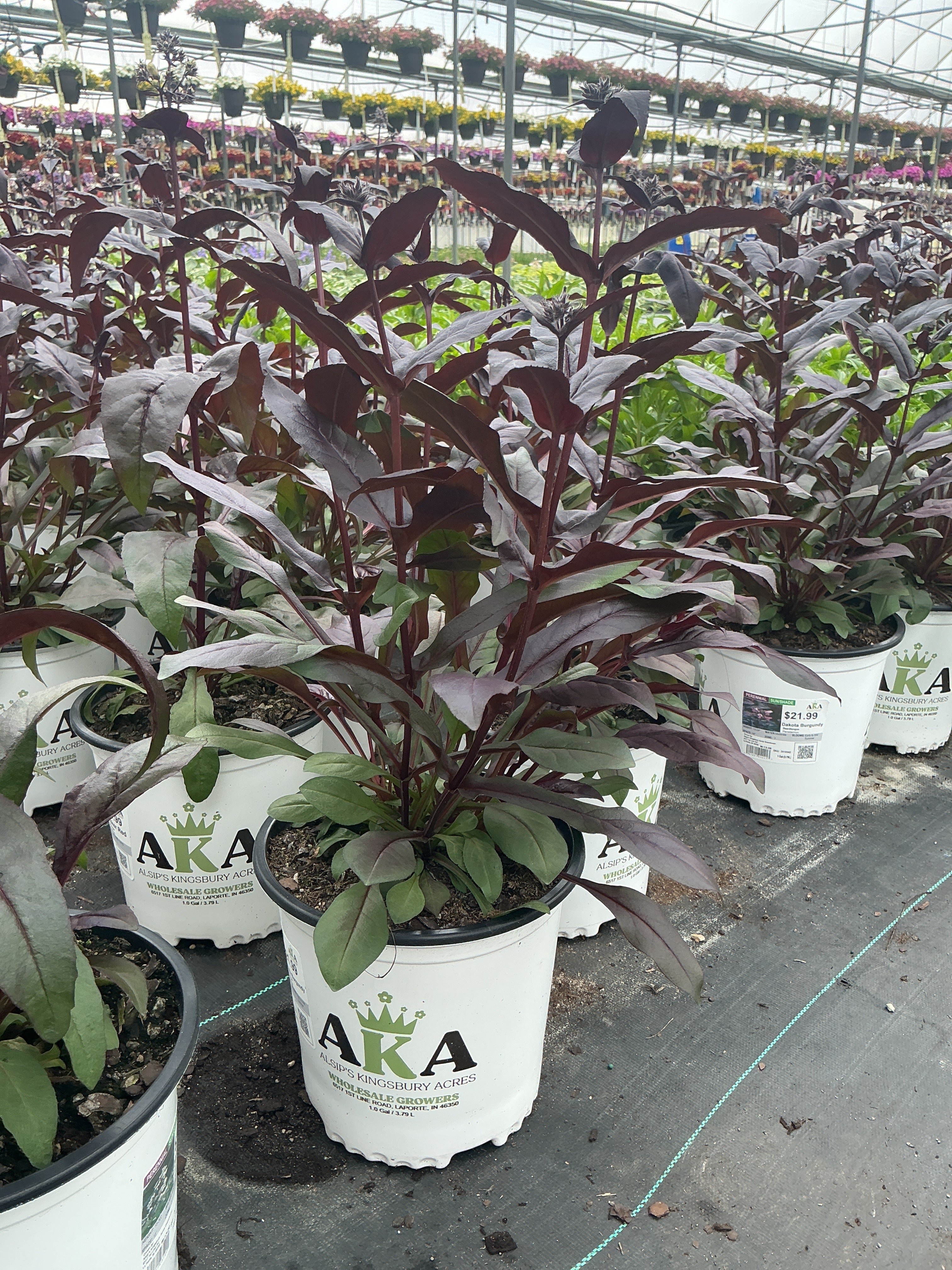 Penstemon Beardtongue Dakota Burgundy