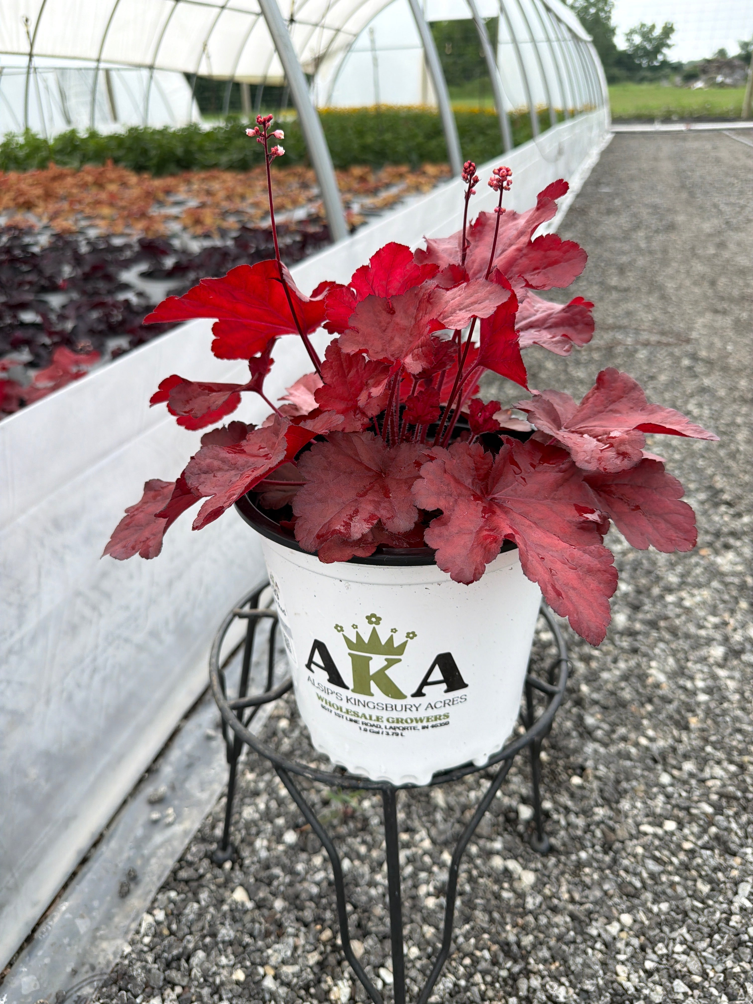 Heuchera Coral Bell Forever Red