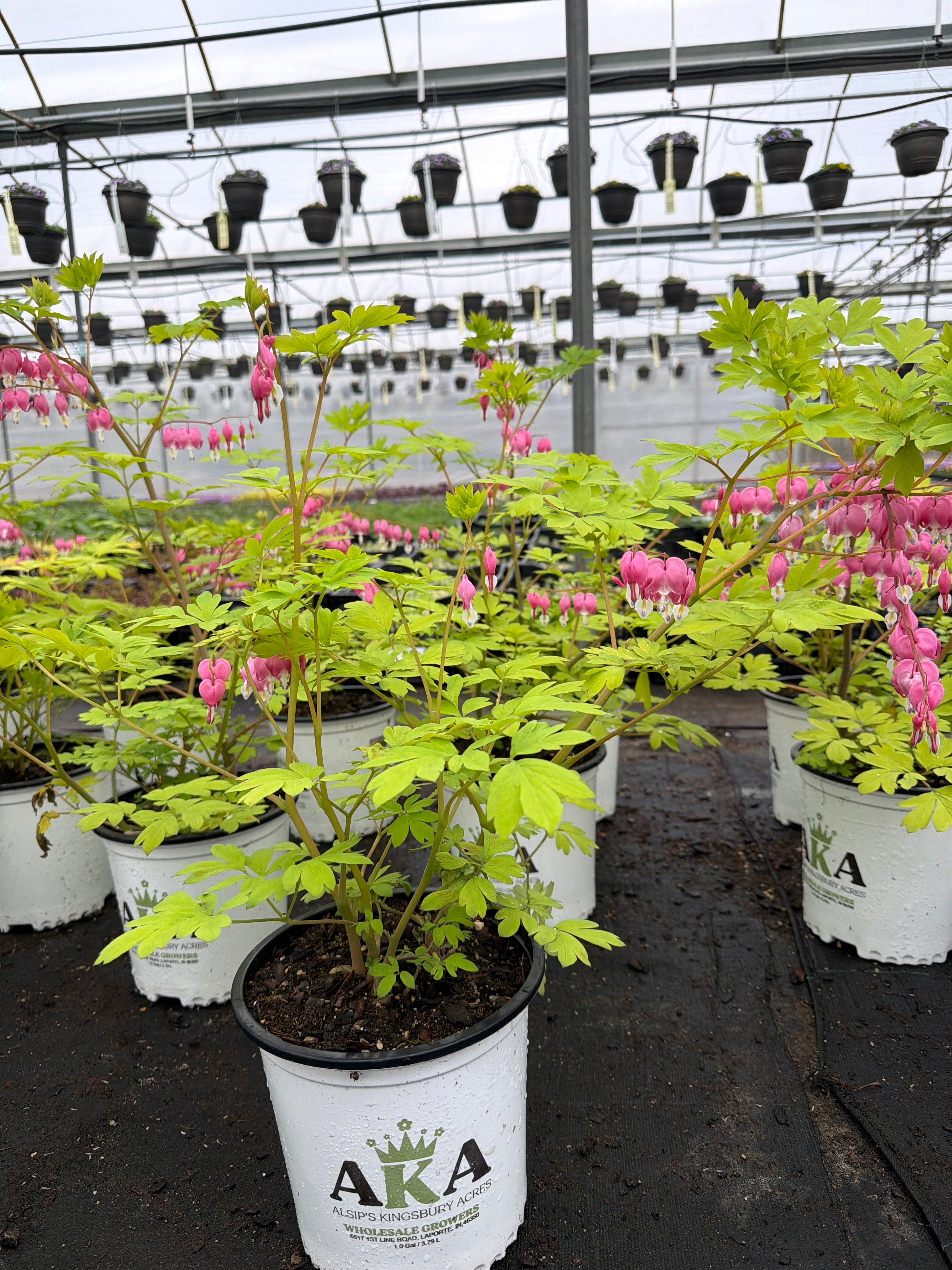 Dicentra Bleeding Heart Yellow Leaf