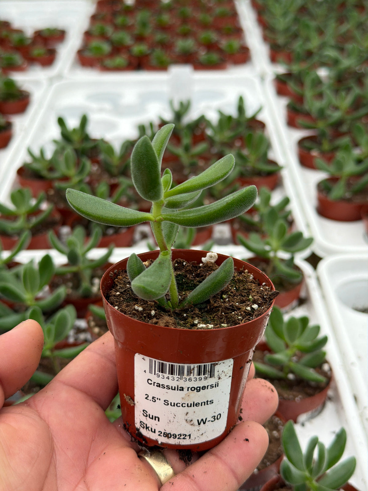 Crassula rogersii - 2.5" Succulent