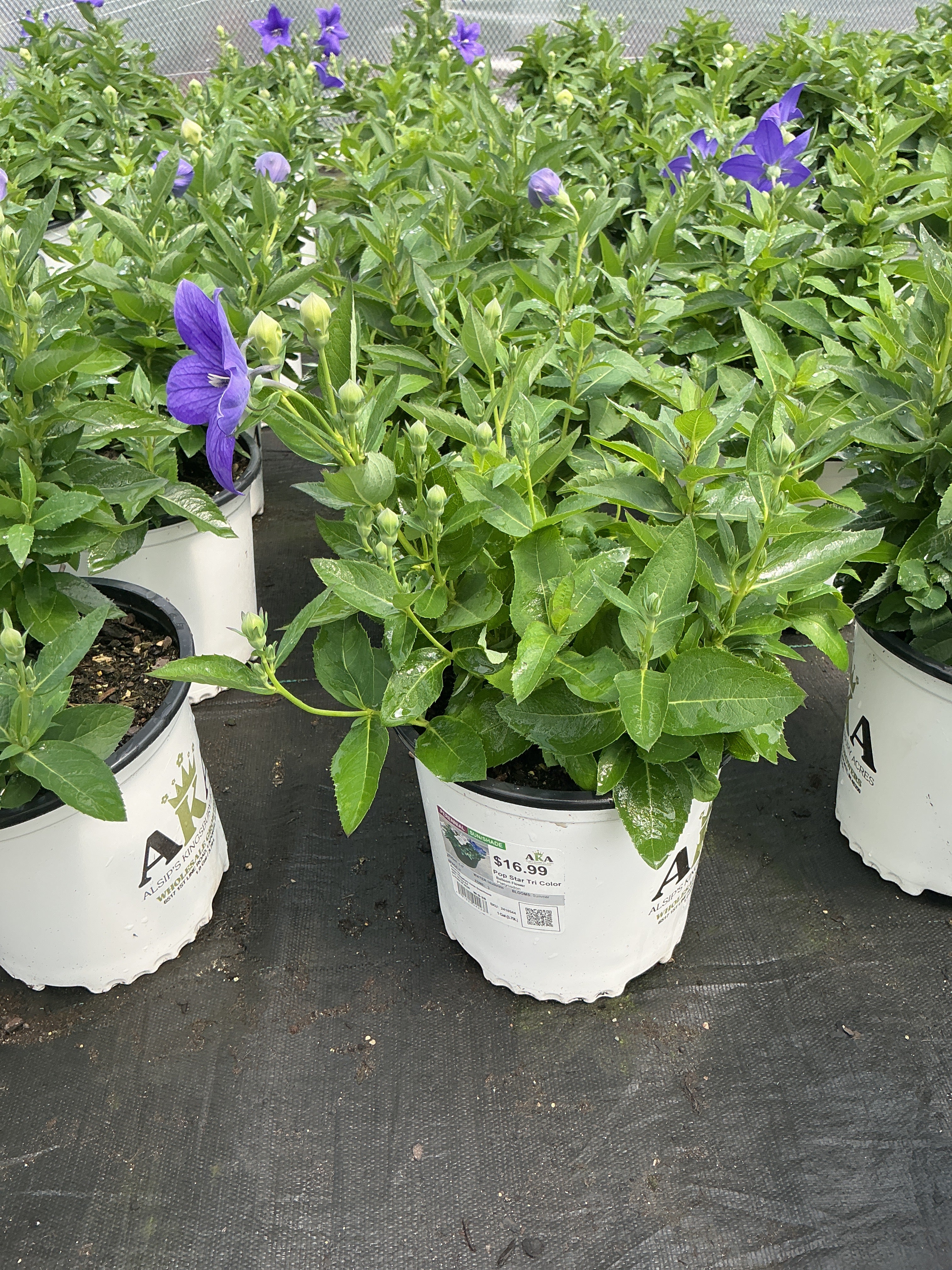 Platycodon Balloon Flower Pop Star Tri Color