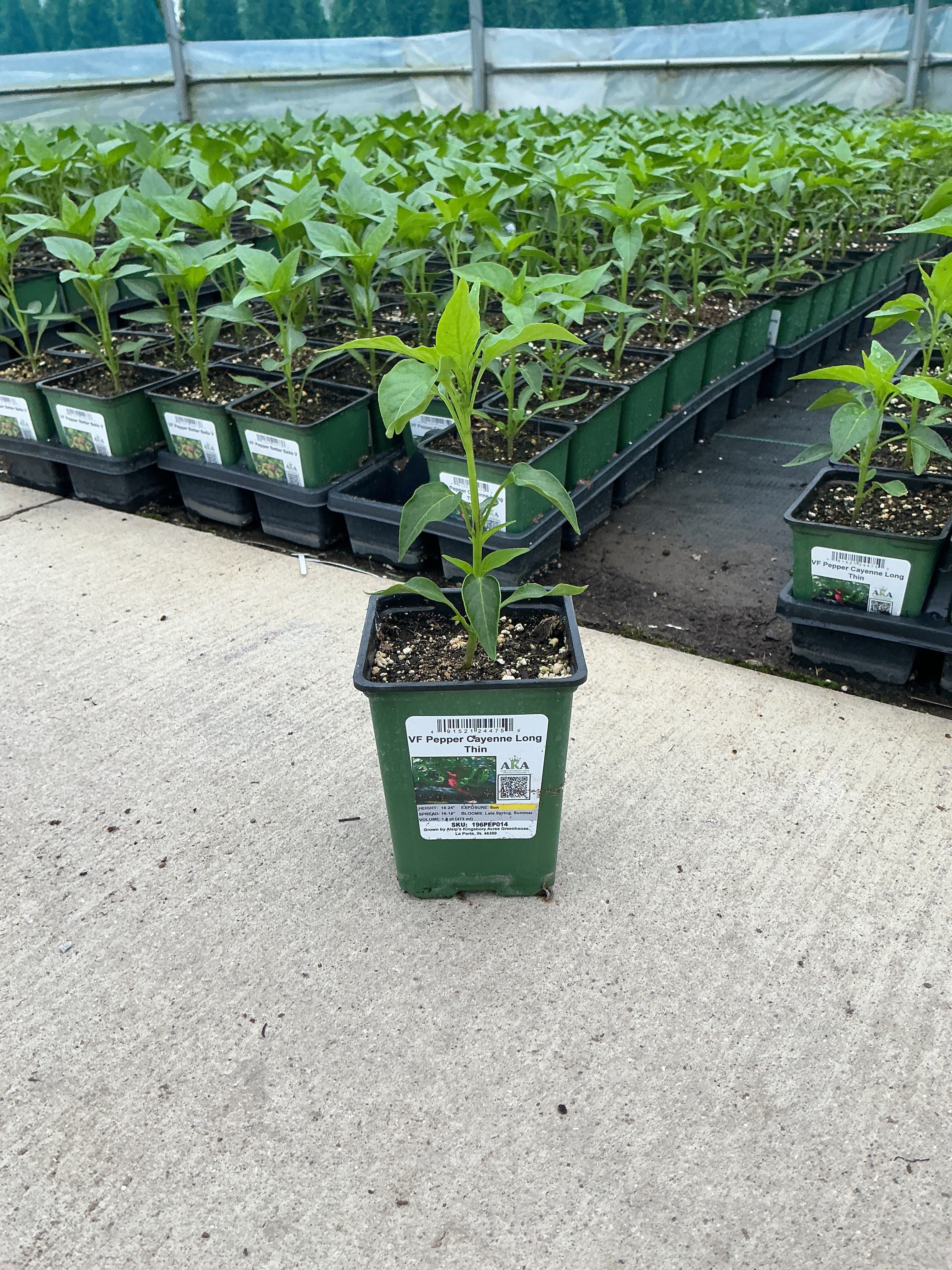 Pepper Cayenne Long Thin - 4" Potted Vegetable