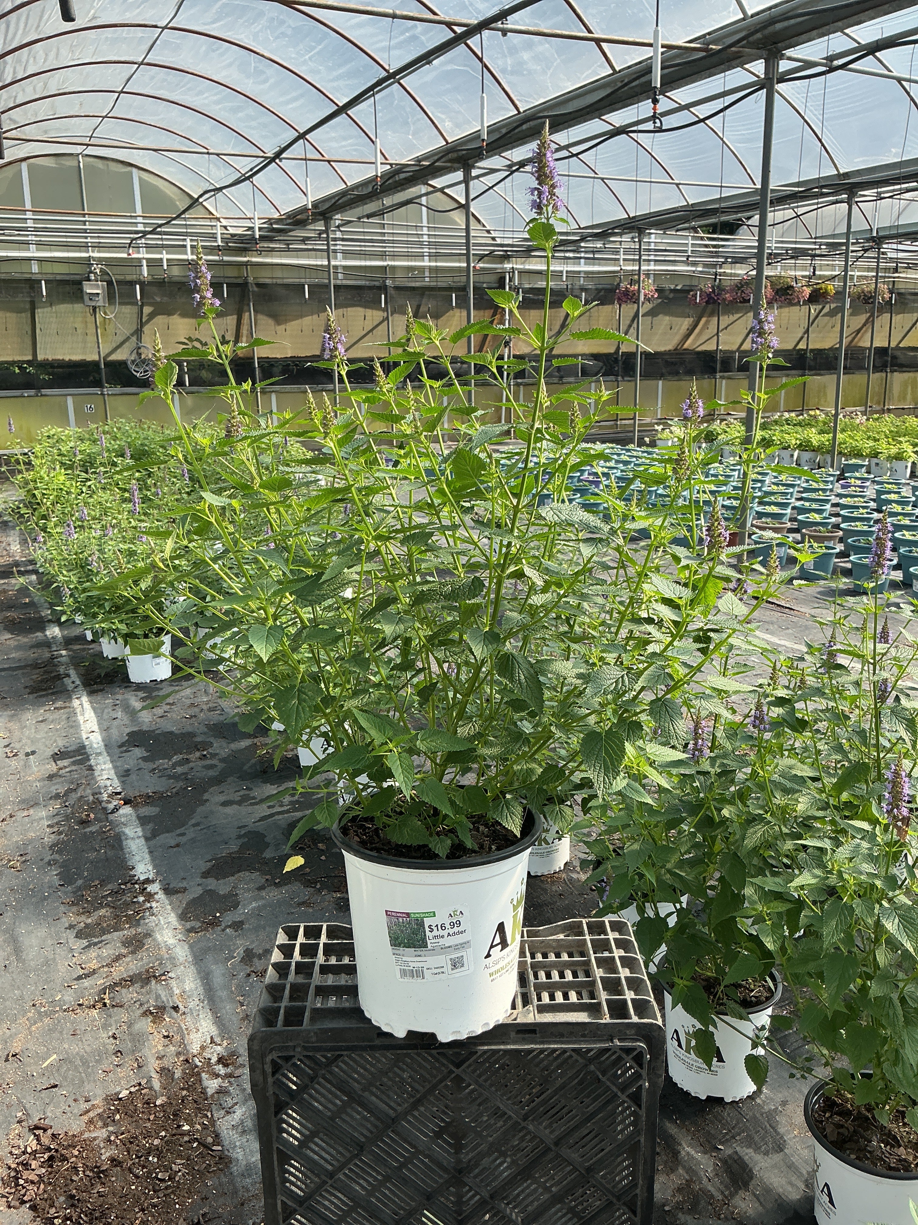 Agastache Hyssop Little Adder