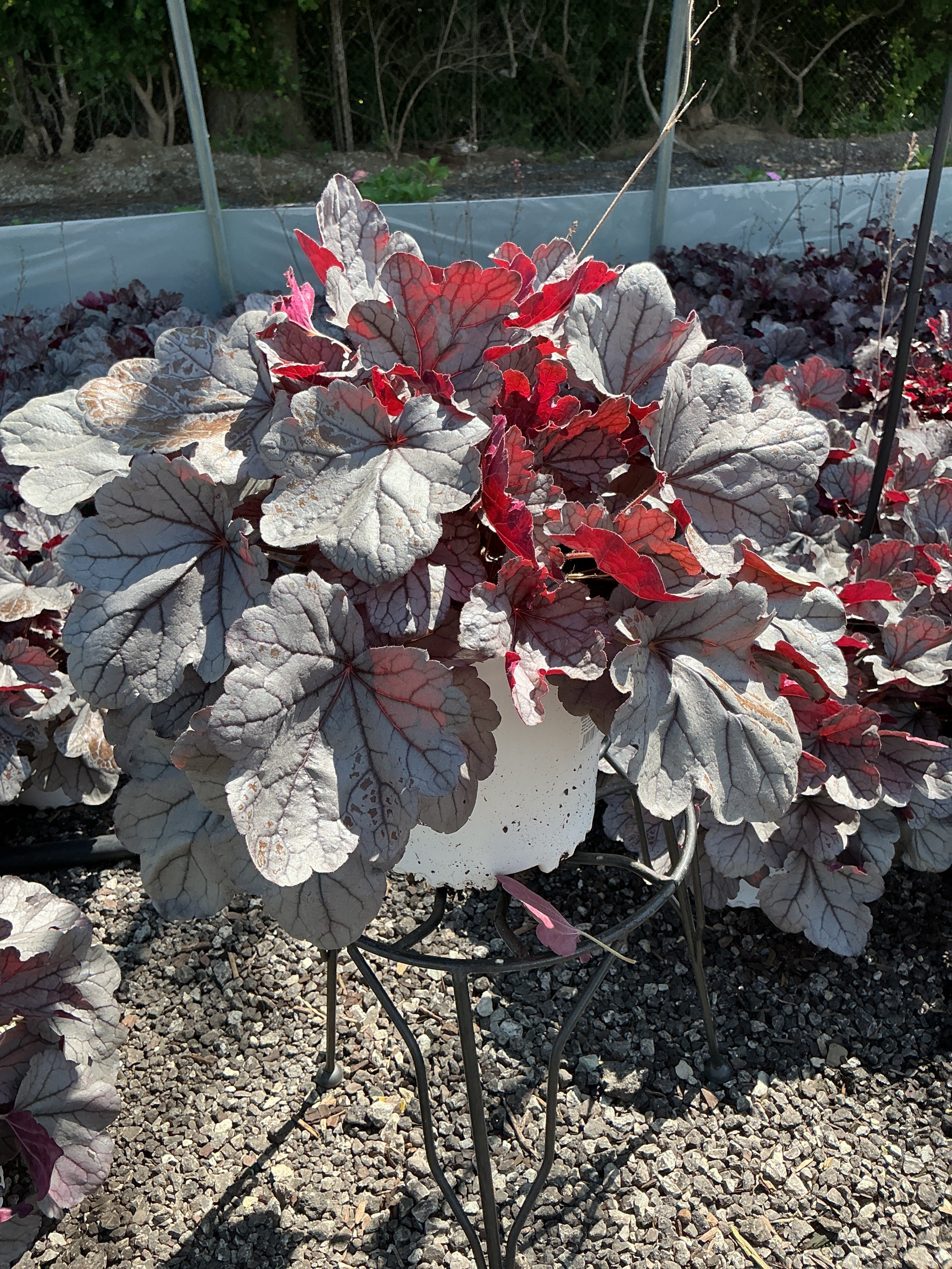 Heuchera Coral Bell Indian Summer Silverberry