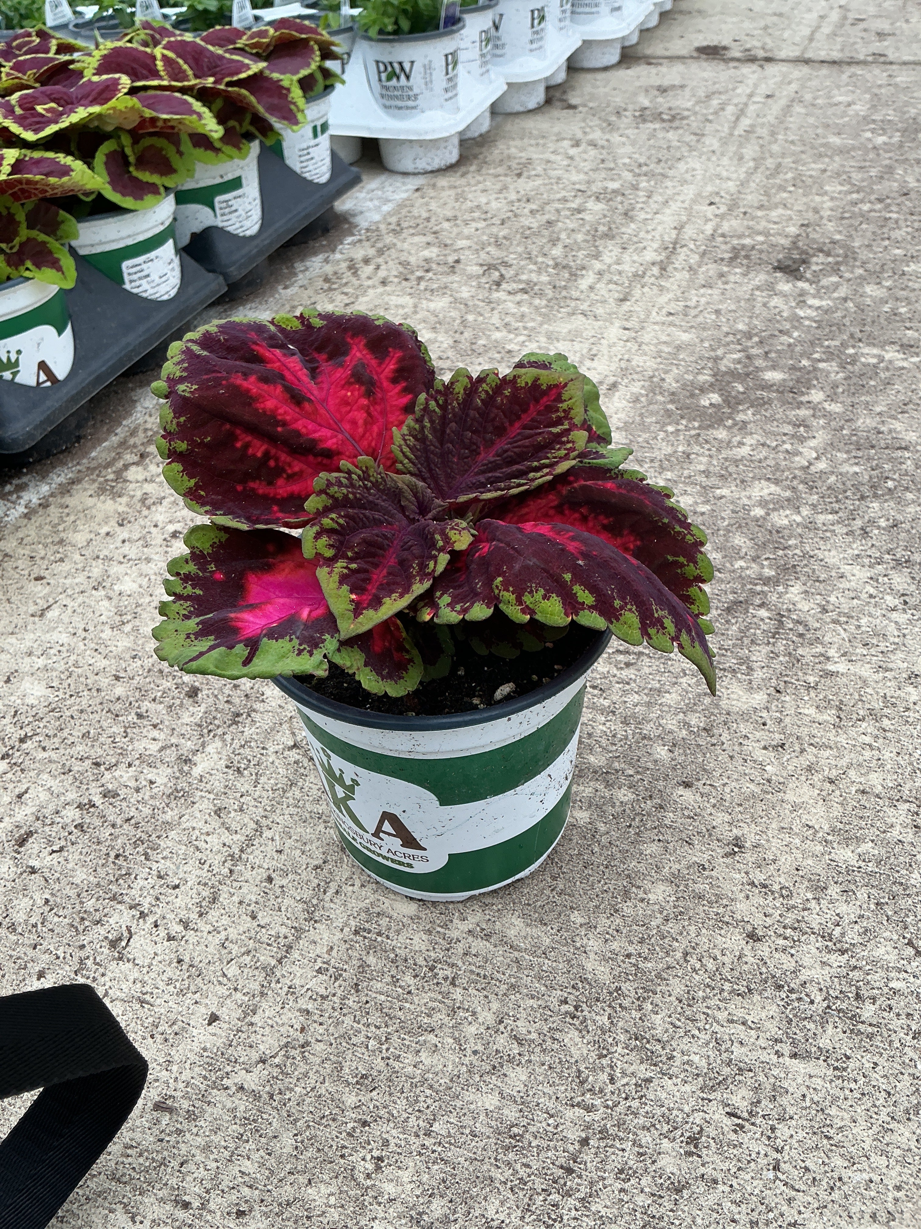 Coleus Kong Red - 5" Premium Annual
