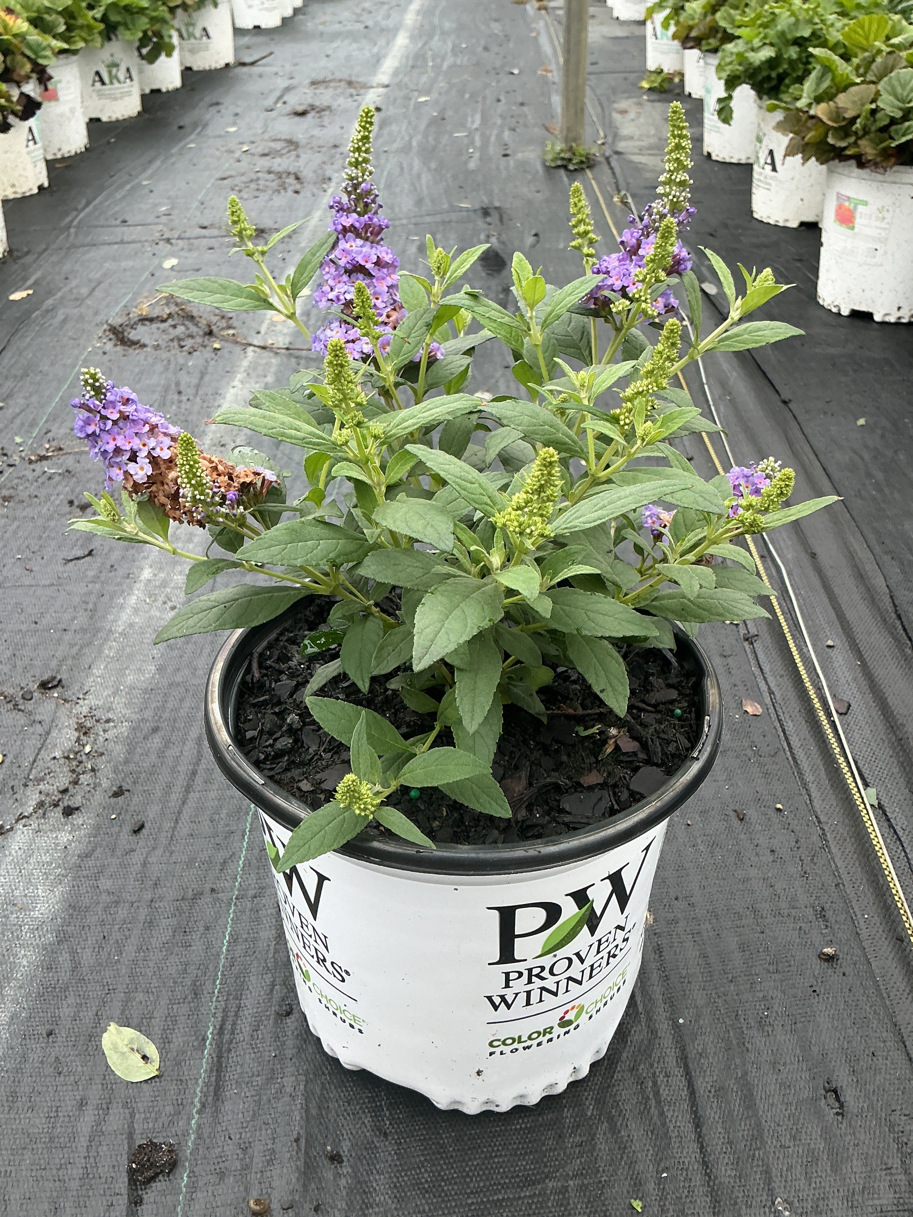 Buddleia Butterfly Little Rockstar Blue