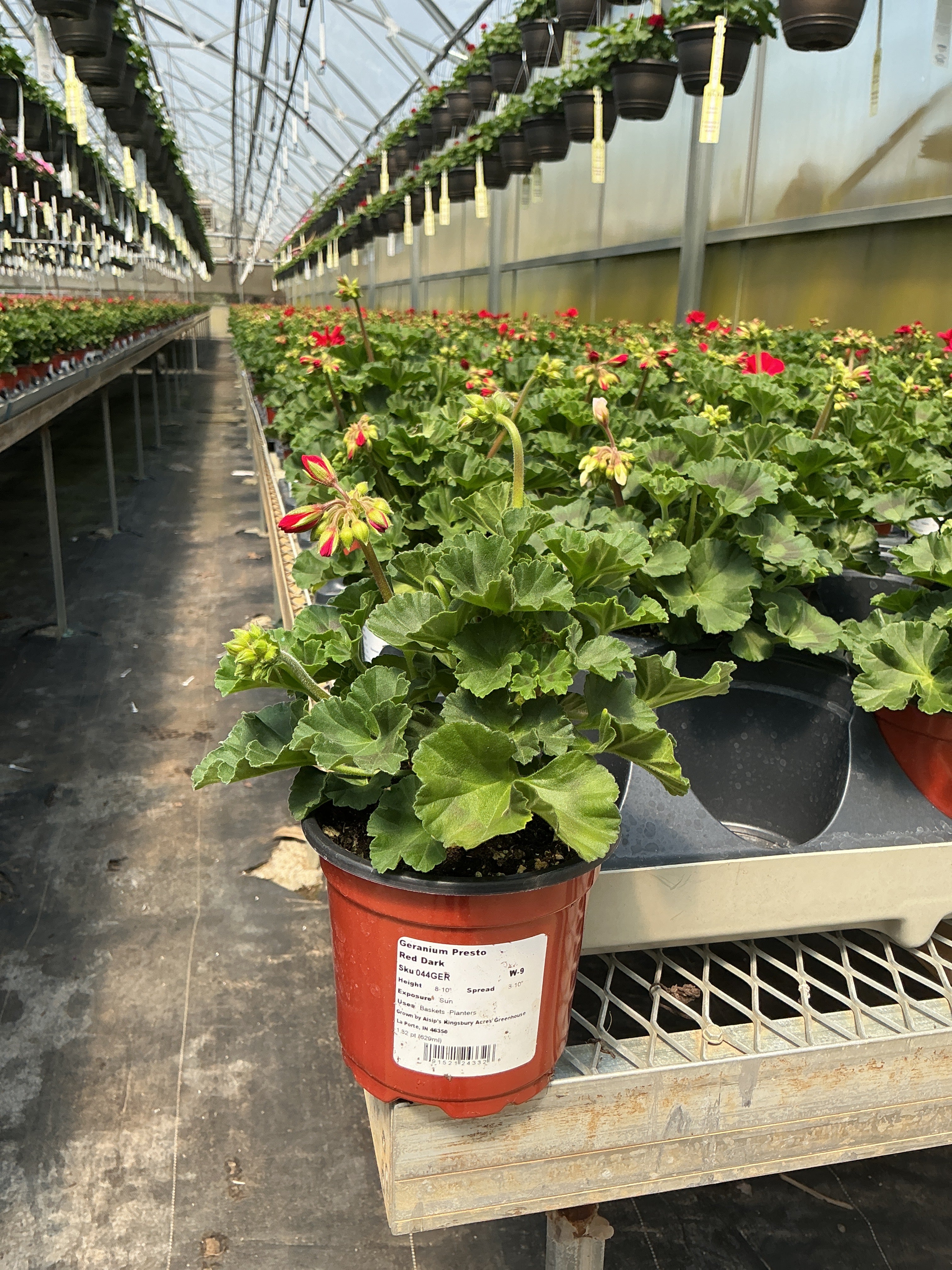 Geranium Presto Red Dark - 4.33" Premium Annual