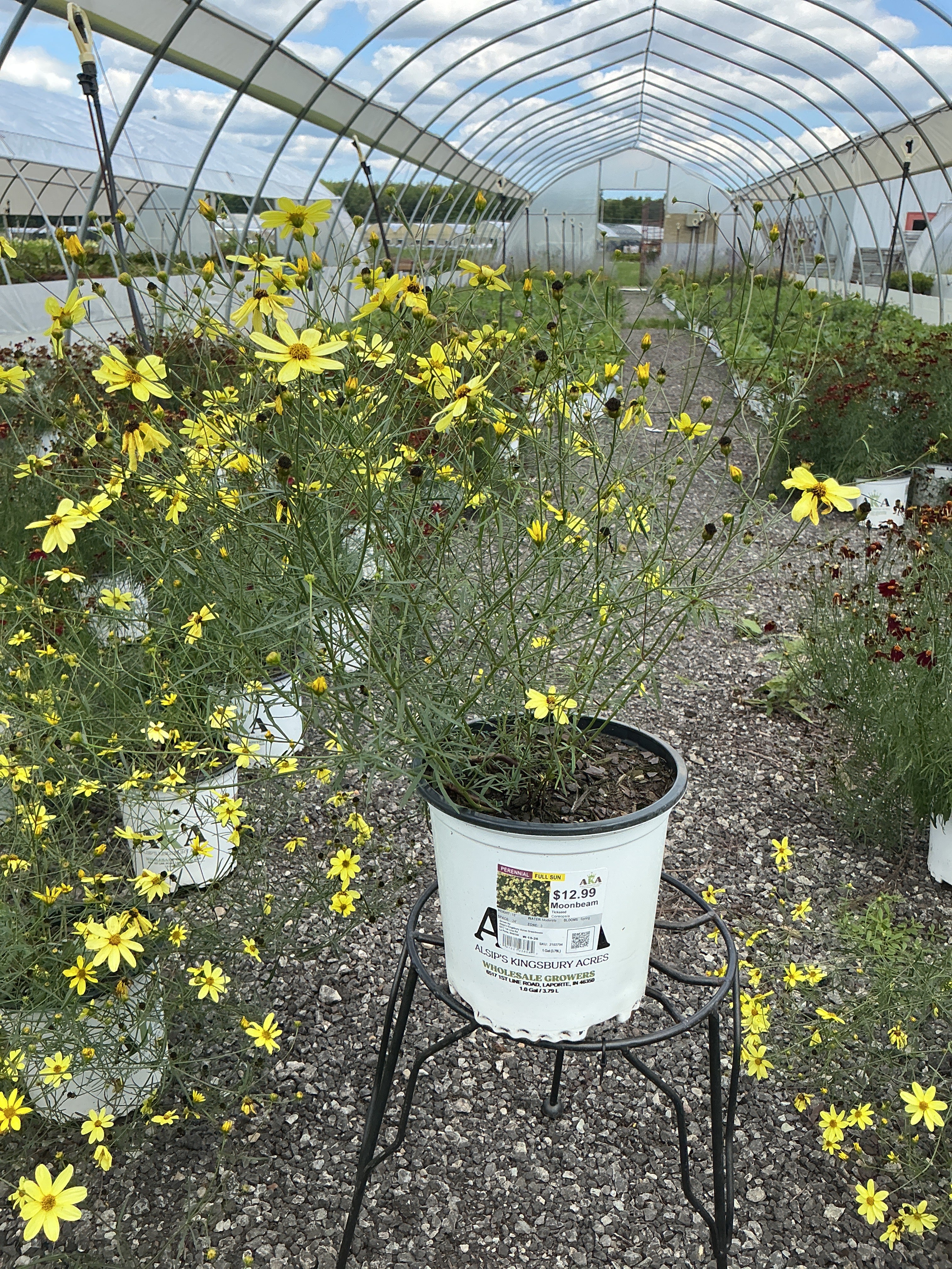 Coreopsis Tickseed Moonbeam