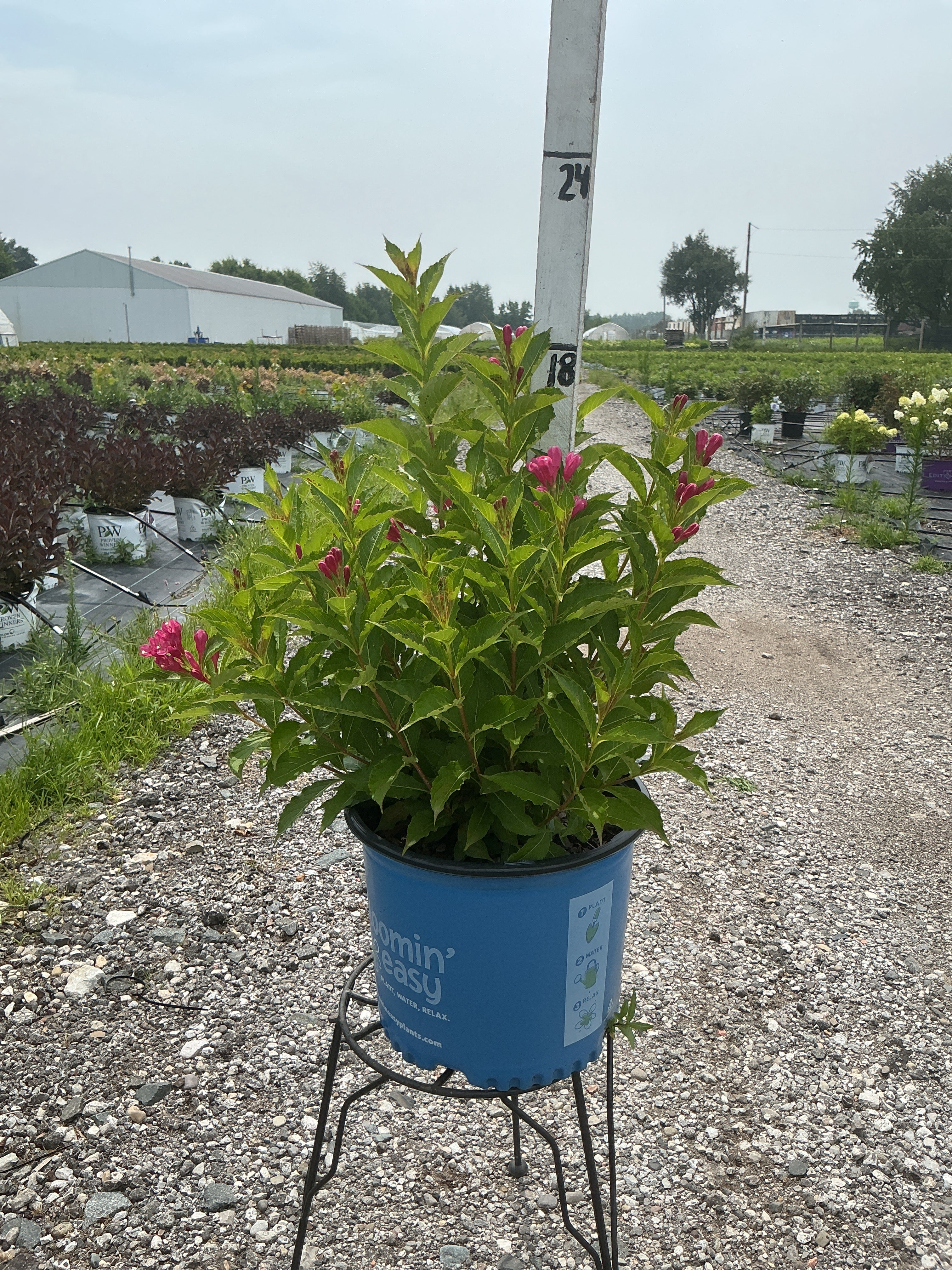 Weigela Watermelon Kisses