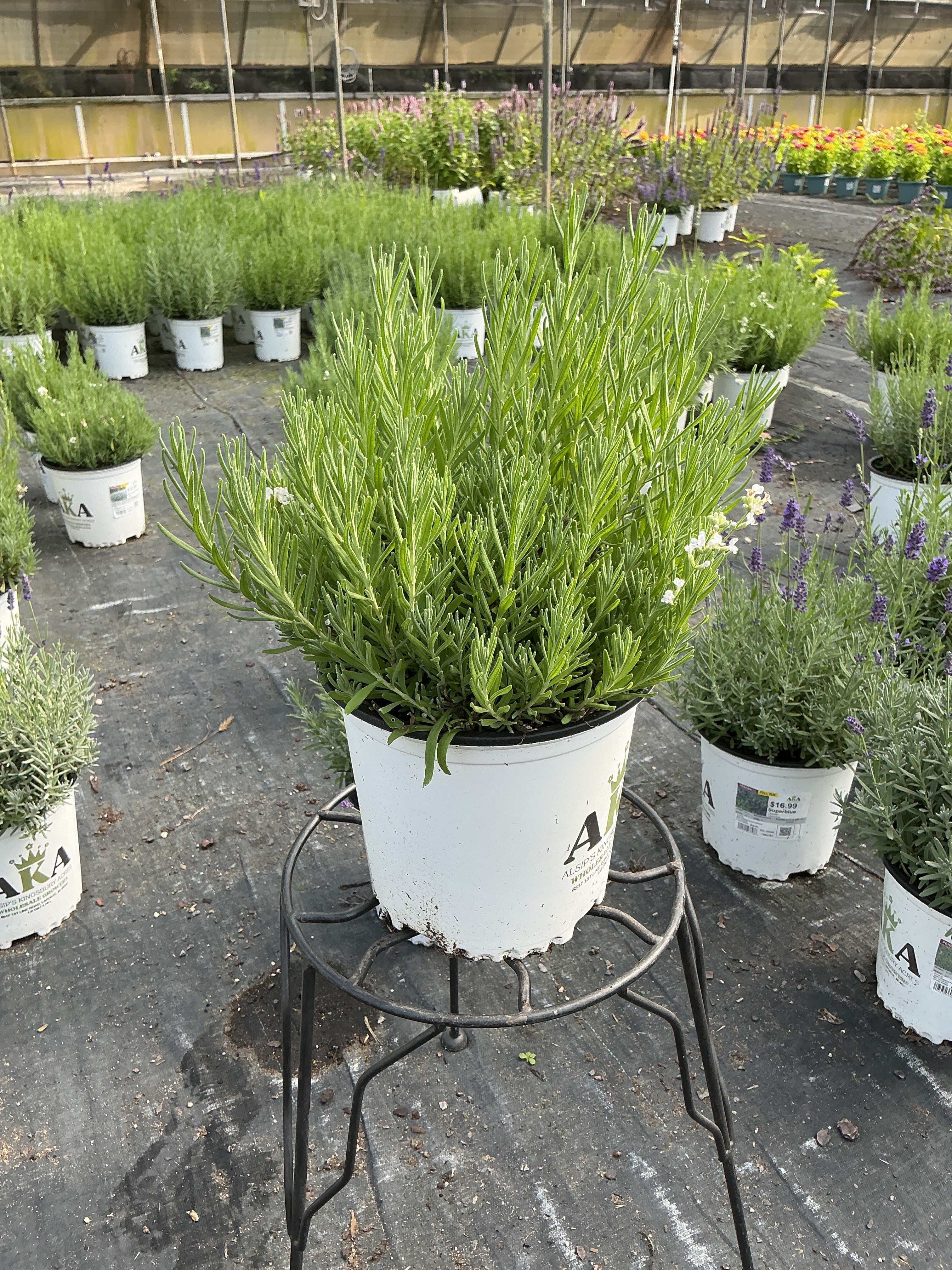 Lavandula Lavender Big Time White