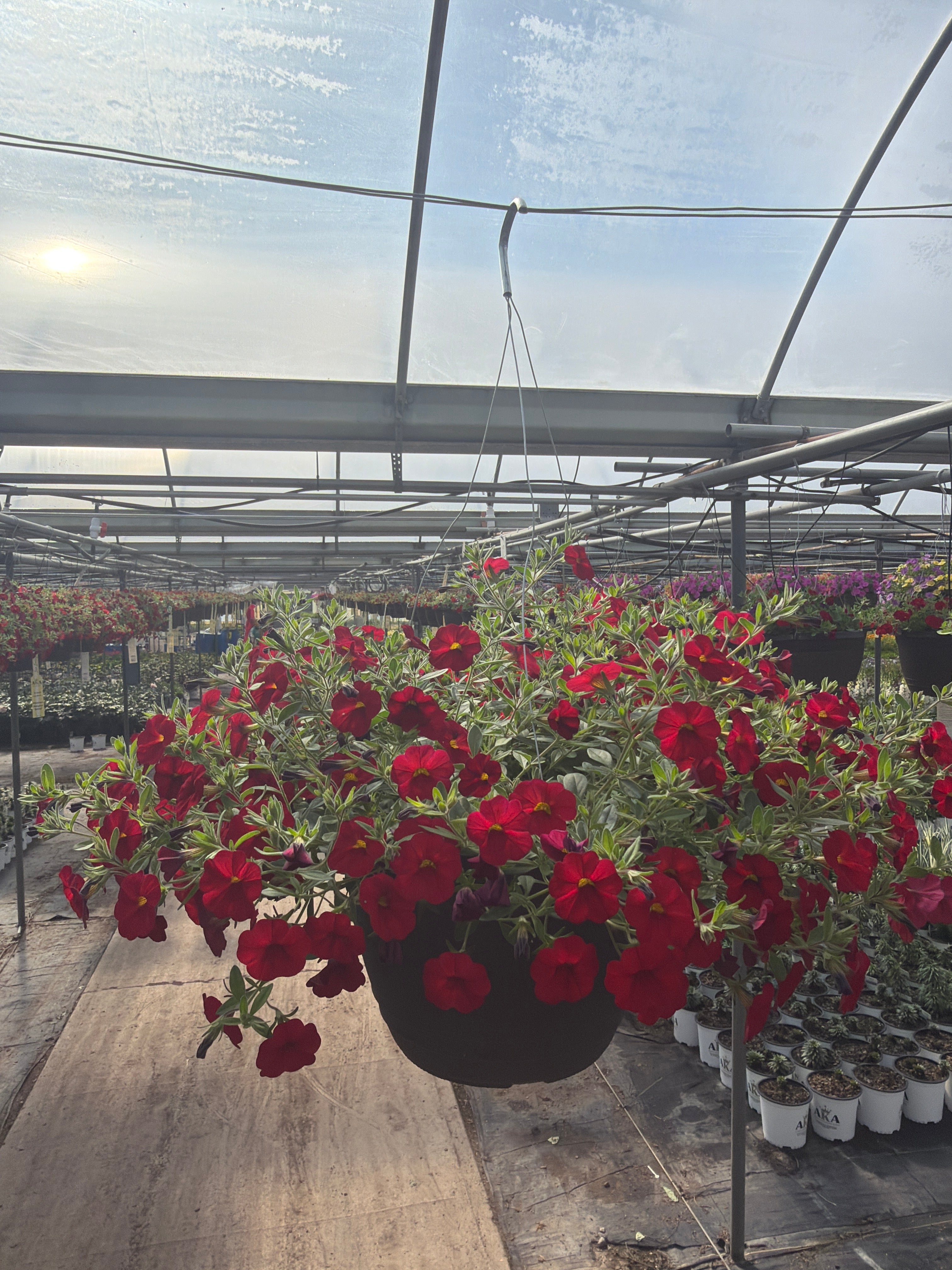 Calibrachoa Cabaret Red Bright - 11" Hanging Basket