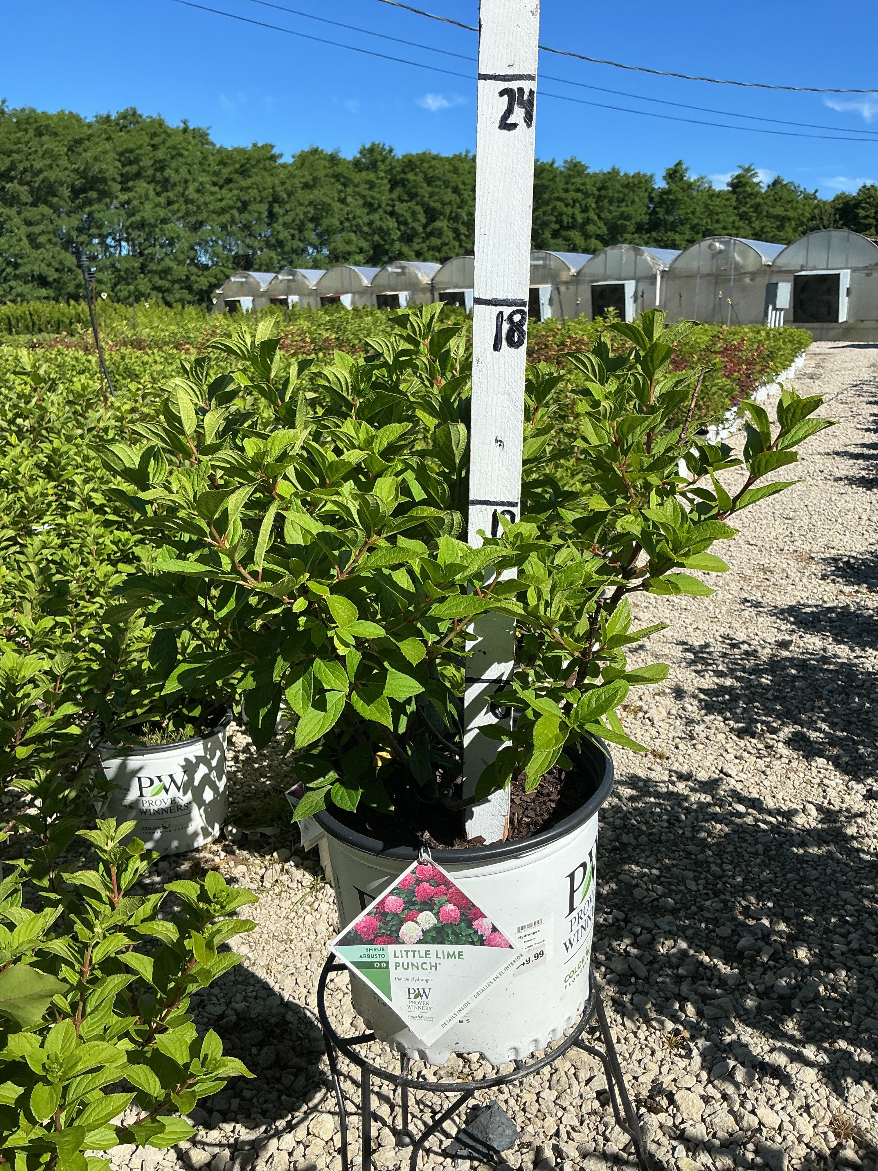 Hydrangea Little Lime Punch