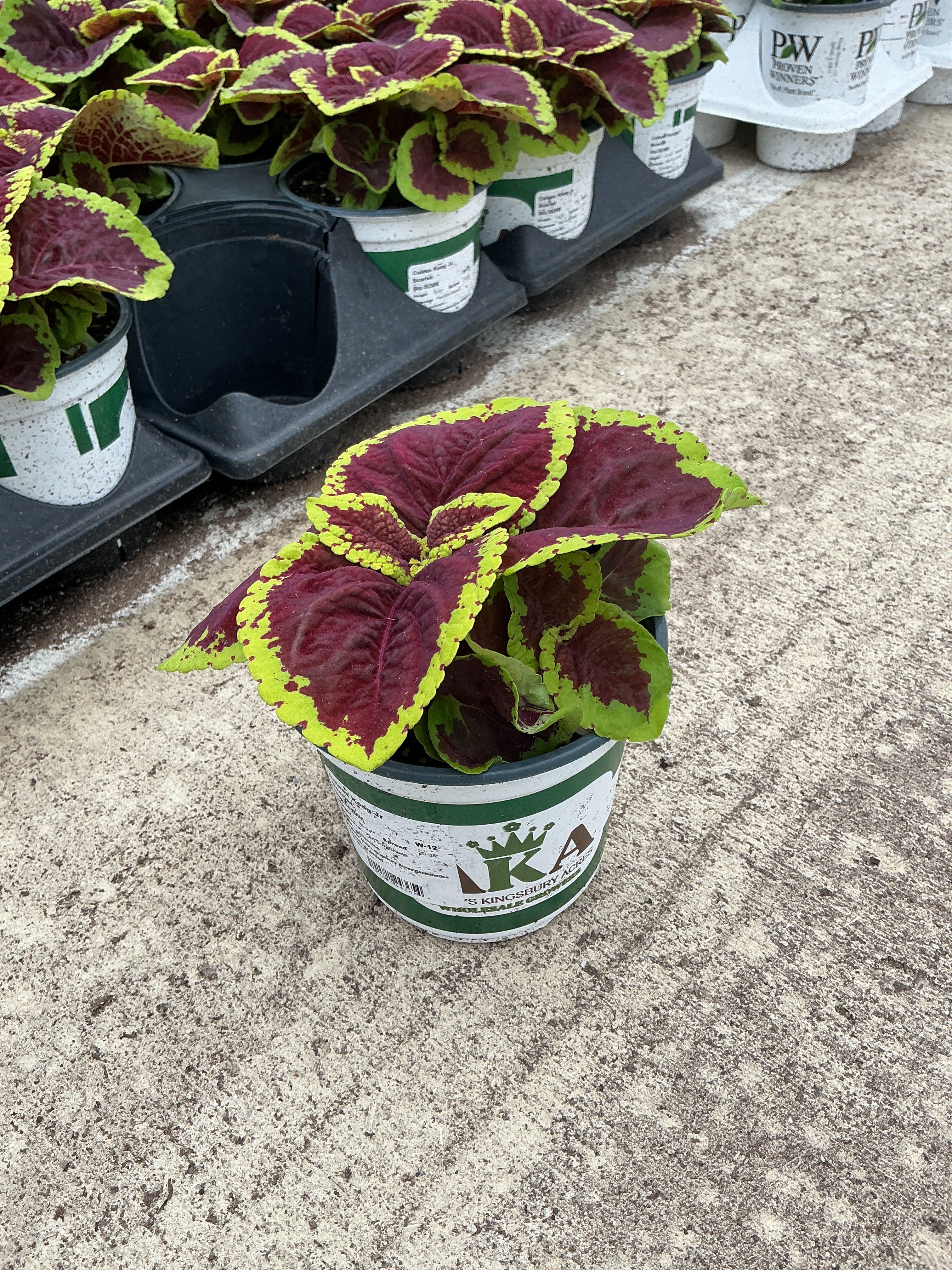 Coleus Kong Jr Scarlet - 5" Premium Annual