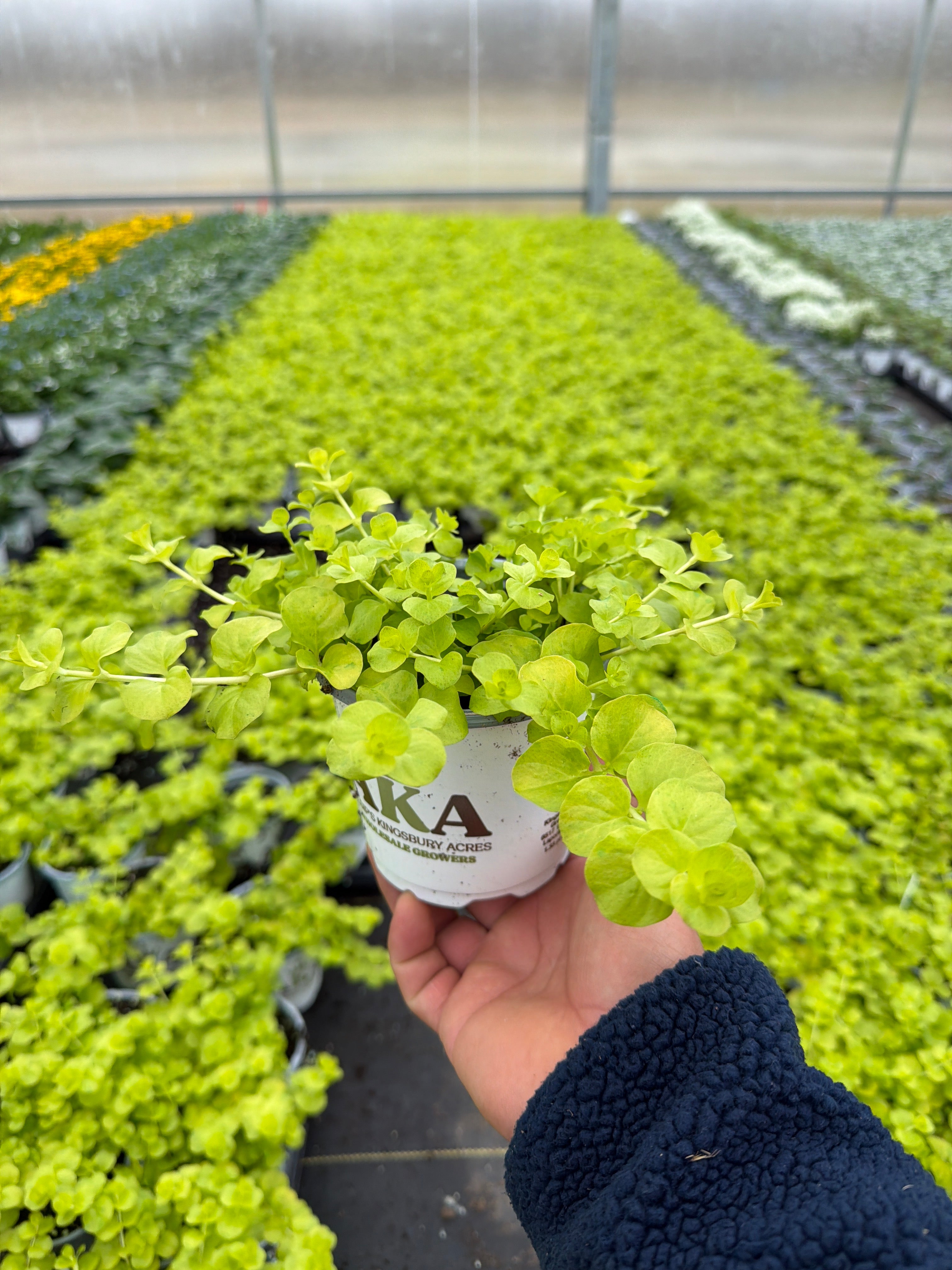 Lysimachia 'Goldilocks' Creeping Jenny - 4.33" Premium Annual