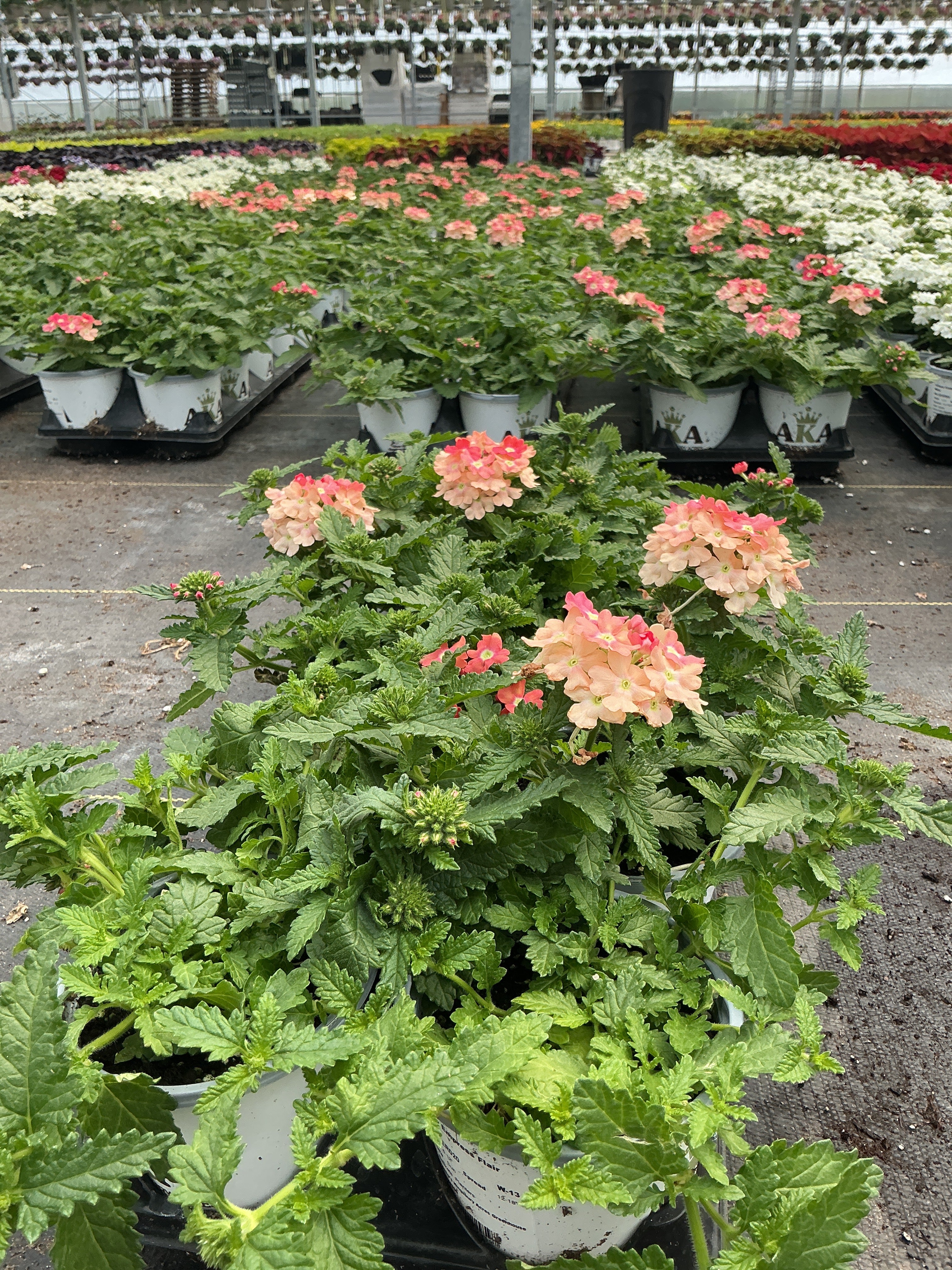 Verbena Empress Flair Peach - 4.33" Premium Annual