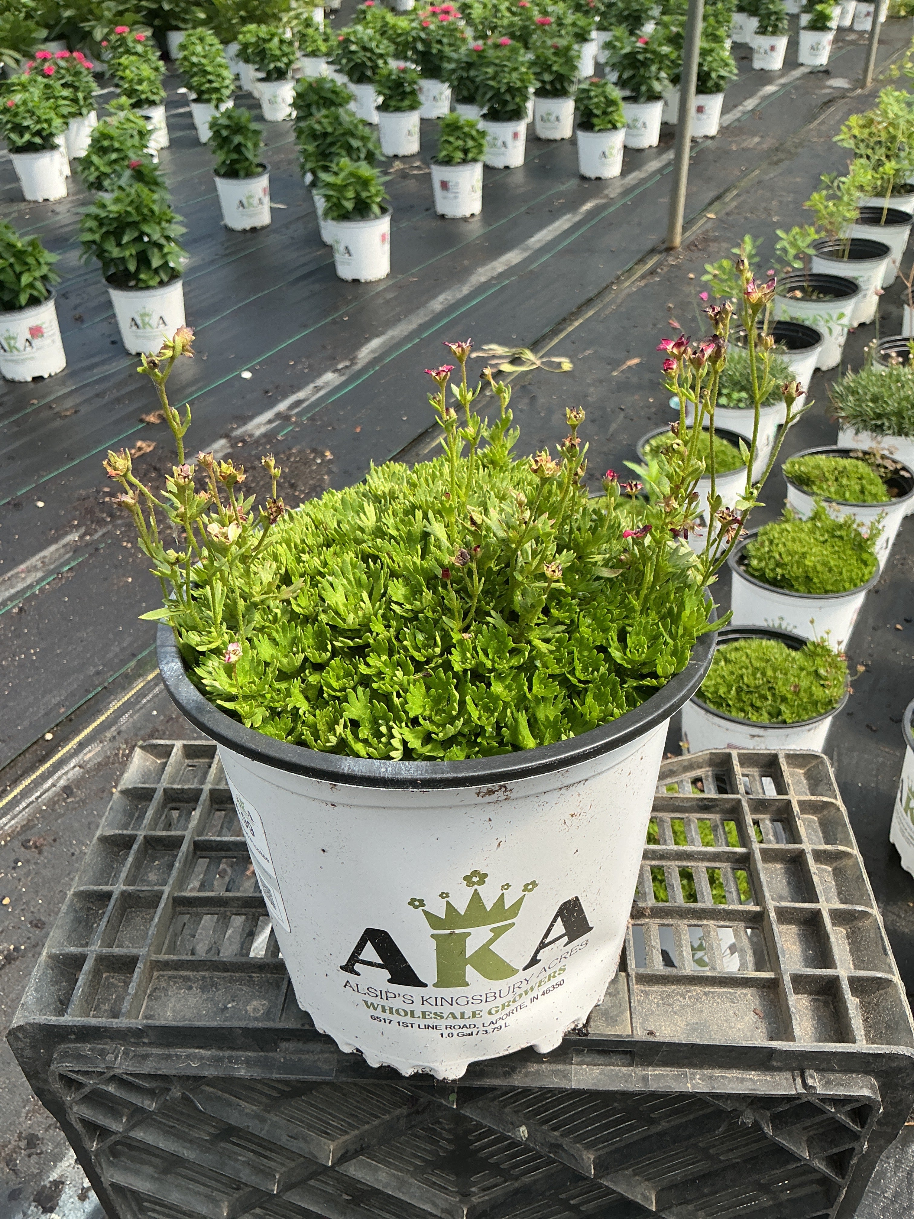 Saxifraga Rockfoil Marto Red Picotee