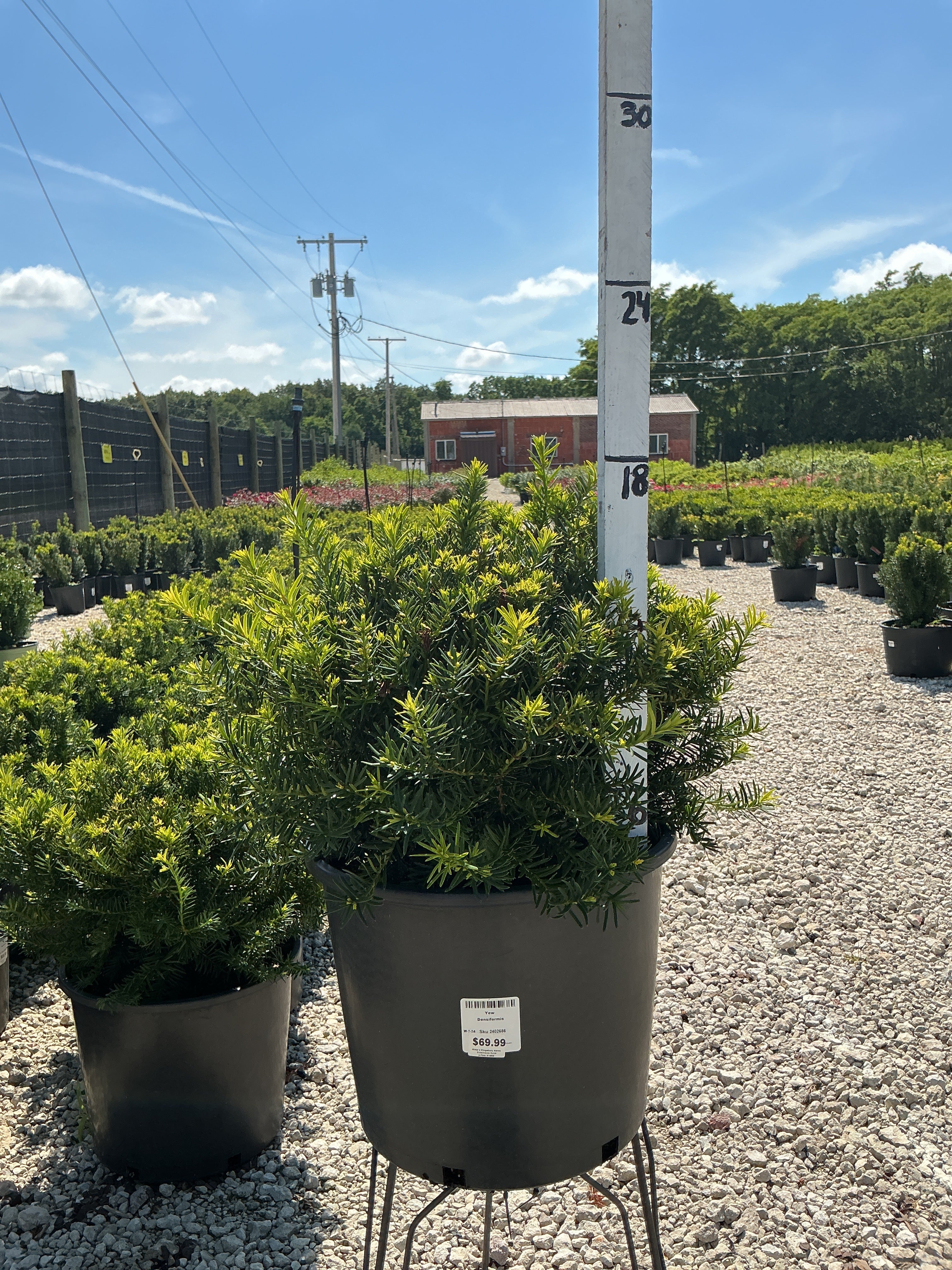 Taxus Densiformis