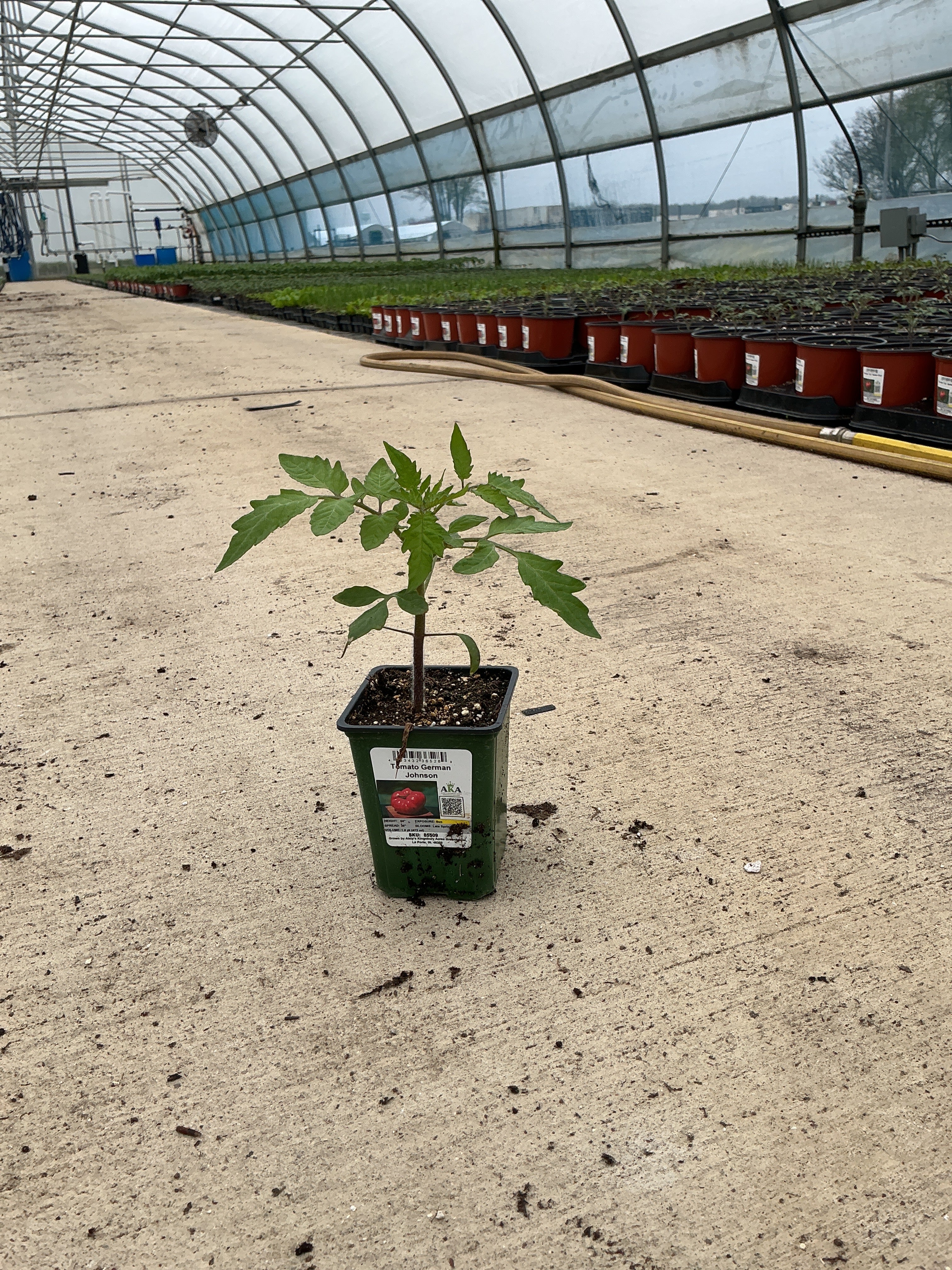 Tomato German Johnson - 4" Potted Vegetable