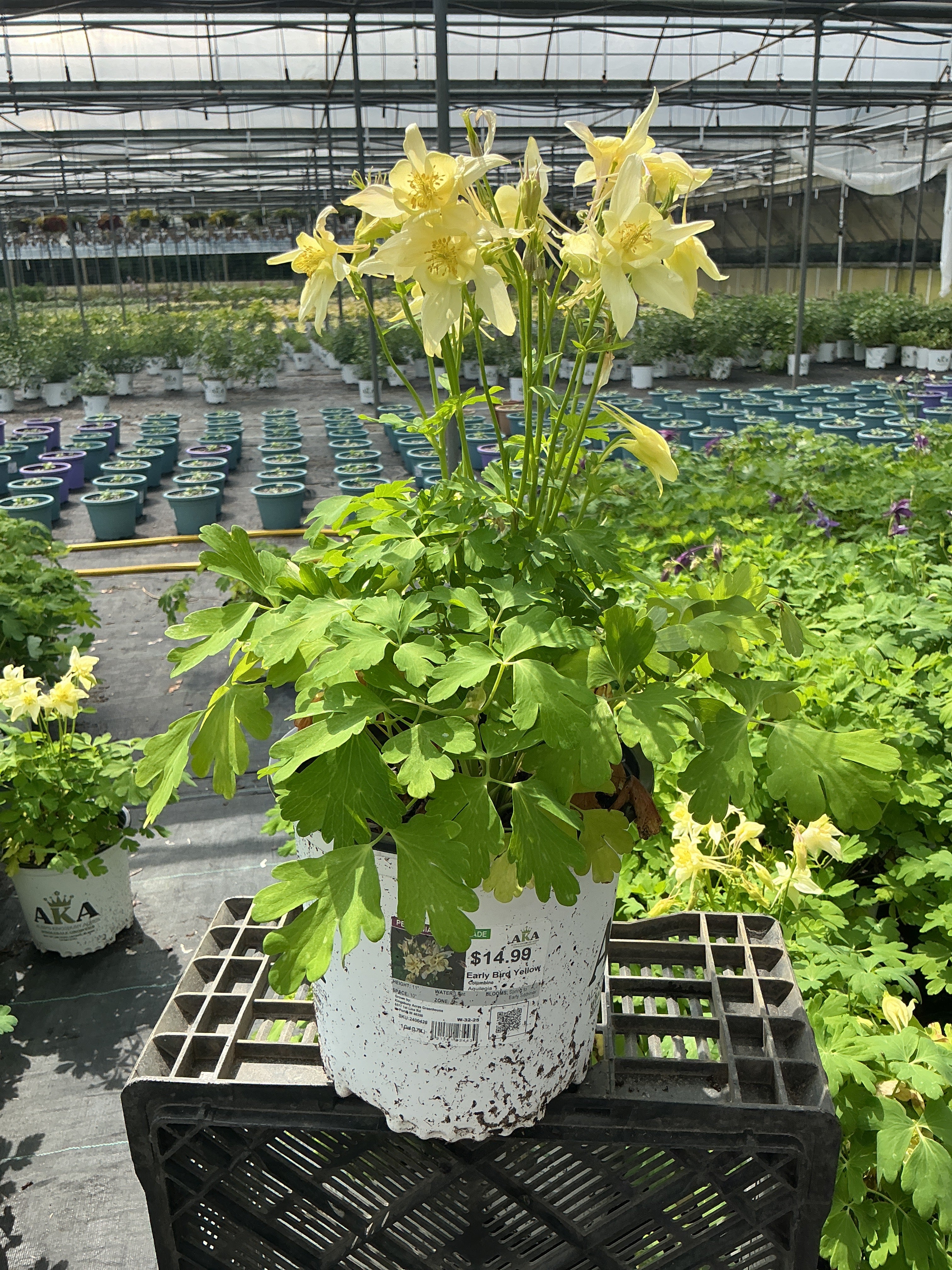 Aquilegia Columbine Early Bird Yellow