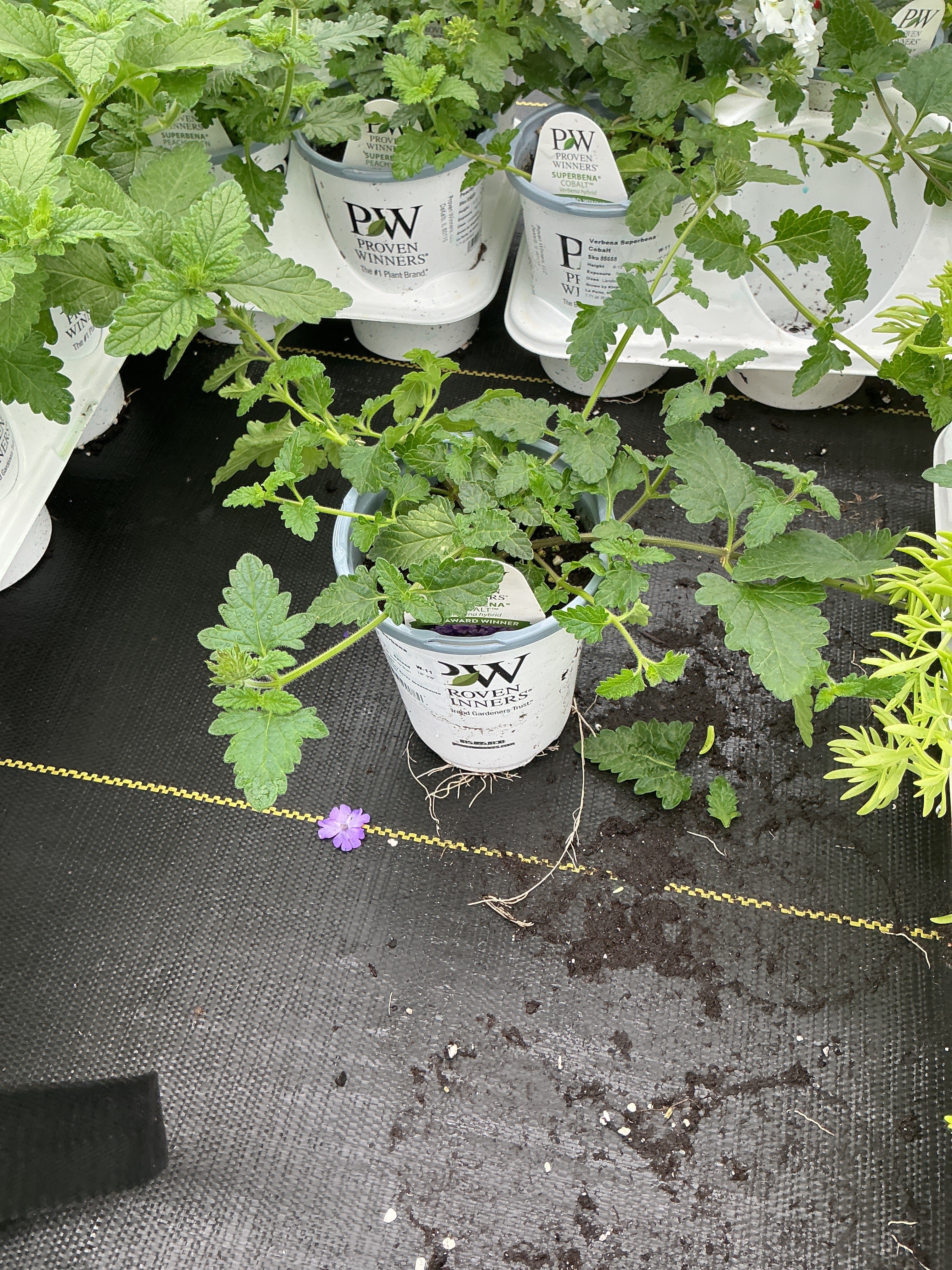 Verbena Superbena Cobalt - 4.25" Proven Winners Annual