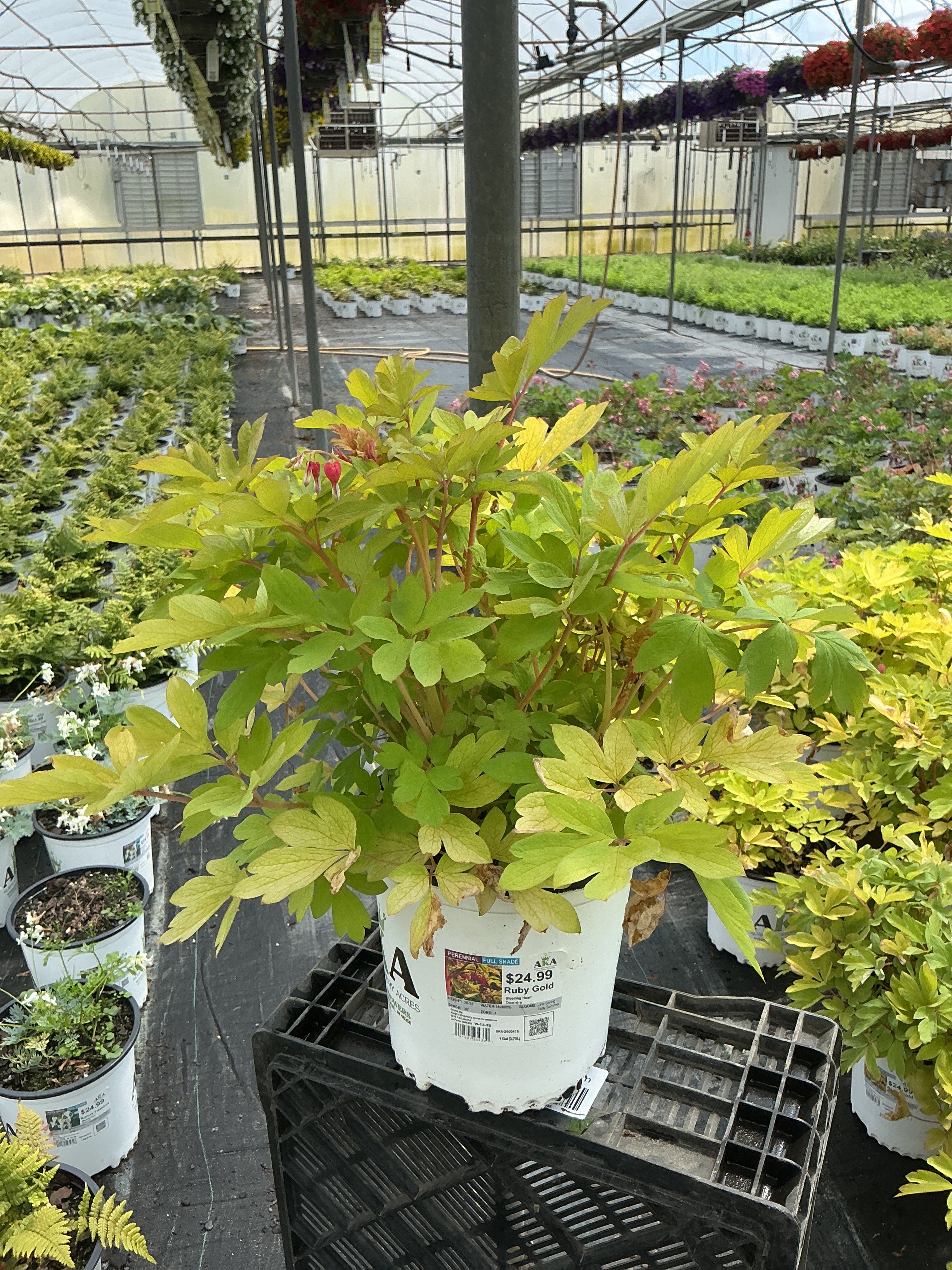 Dicentra Bleeding Heart Ruby Gold