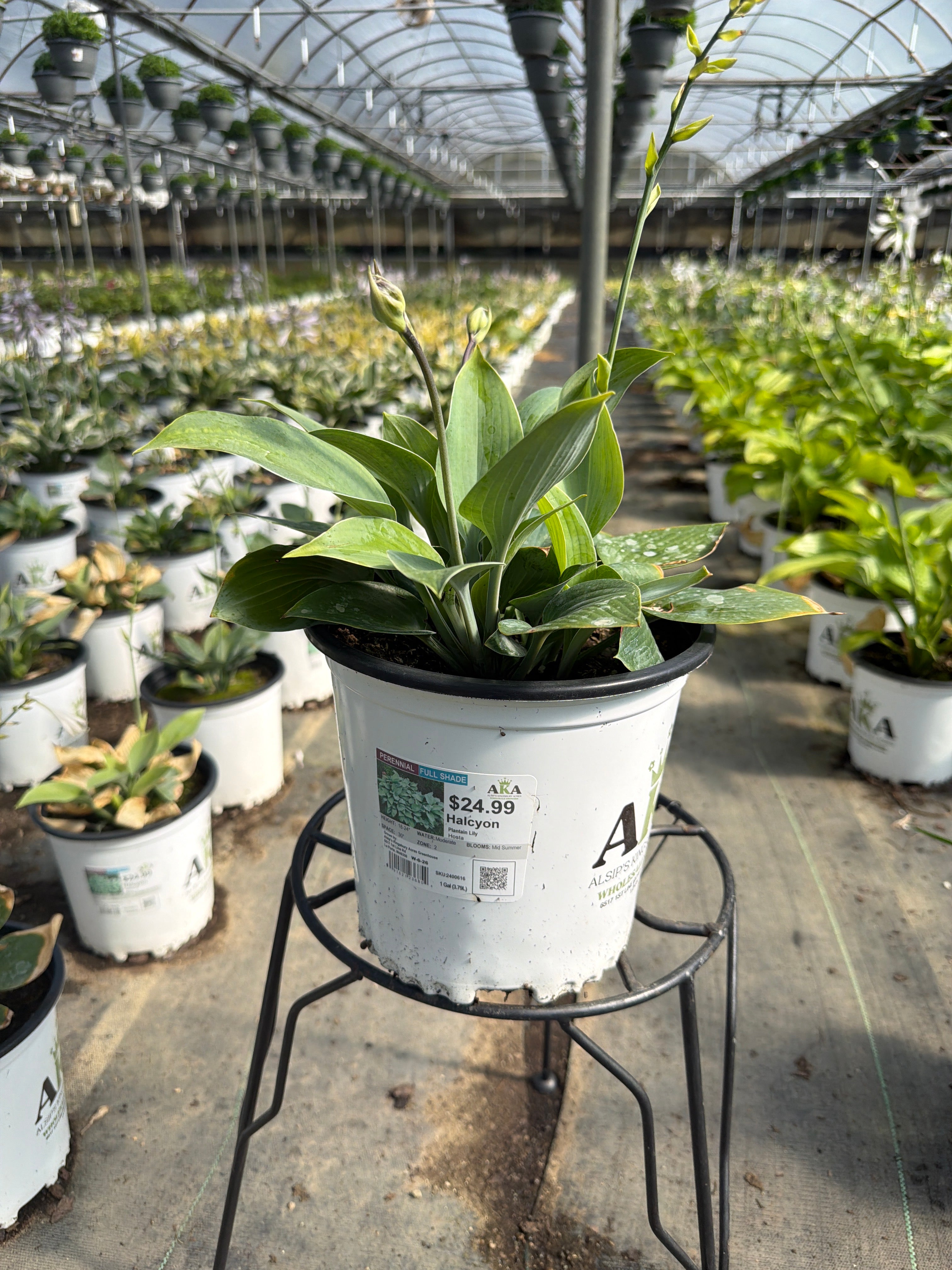 Hosta Plantain Lily Halcyon