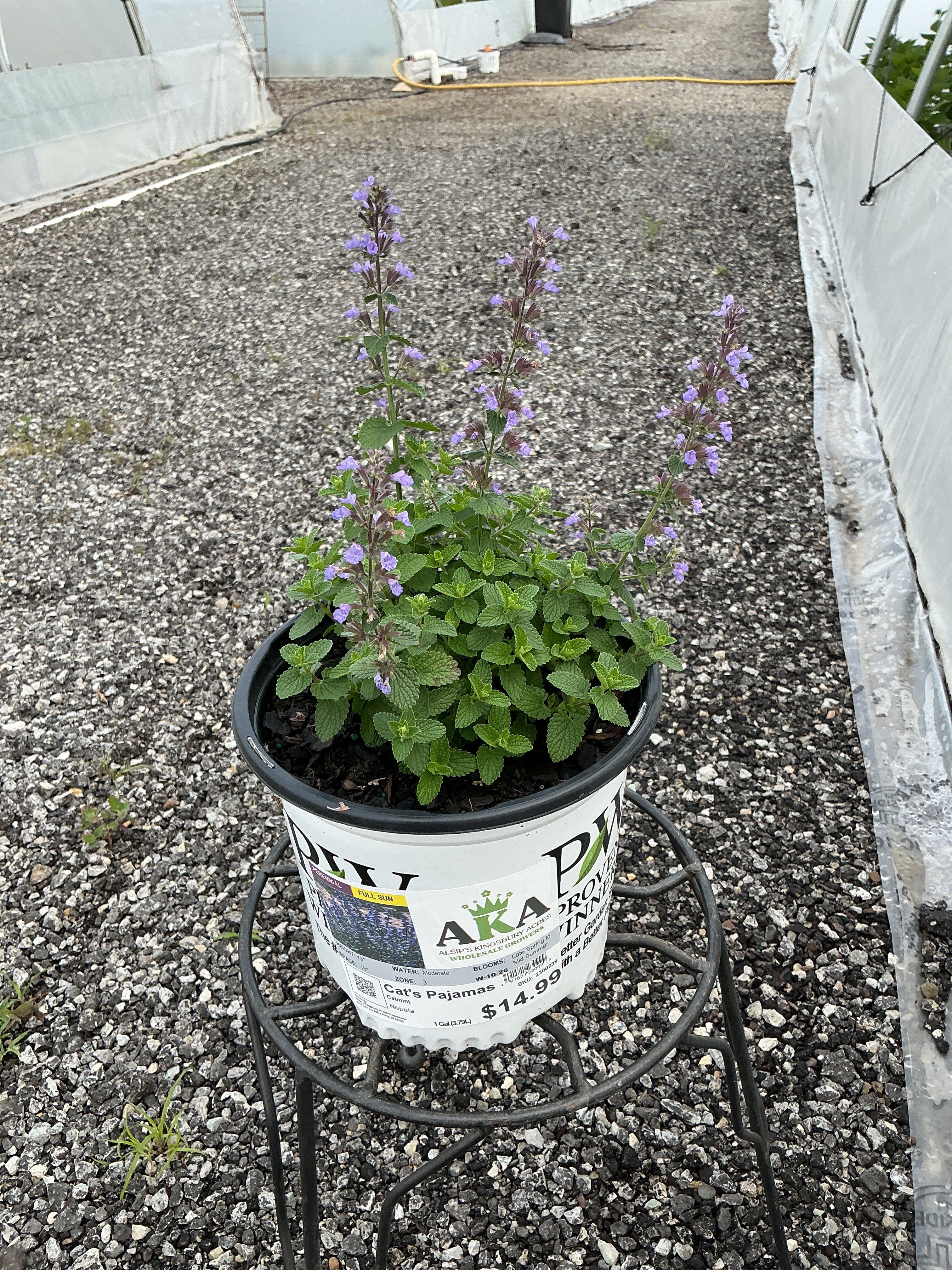 Nepeta Catmint Cat's Pajamas