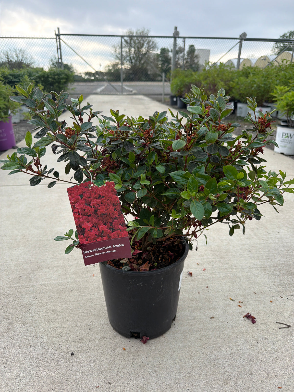 Azalea Stewartstonia