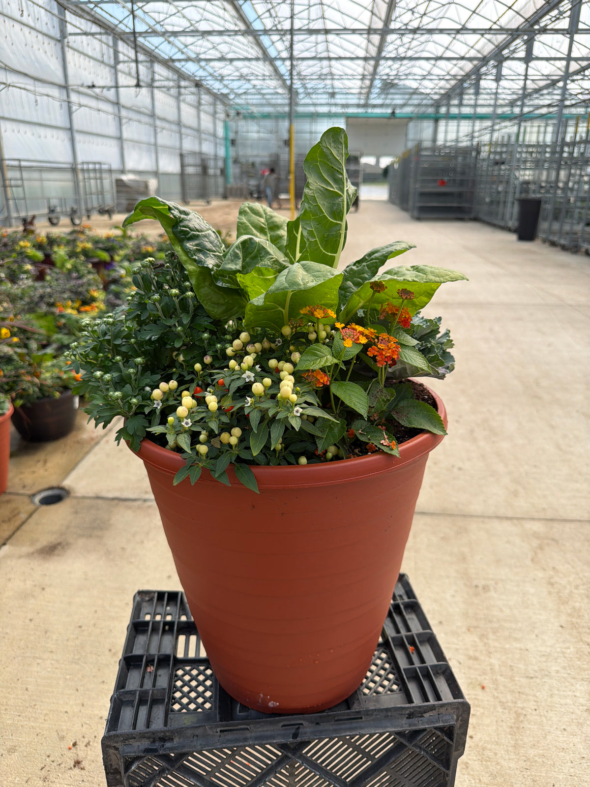13" Planter Fall