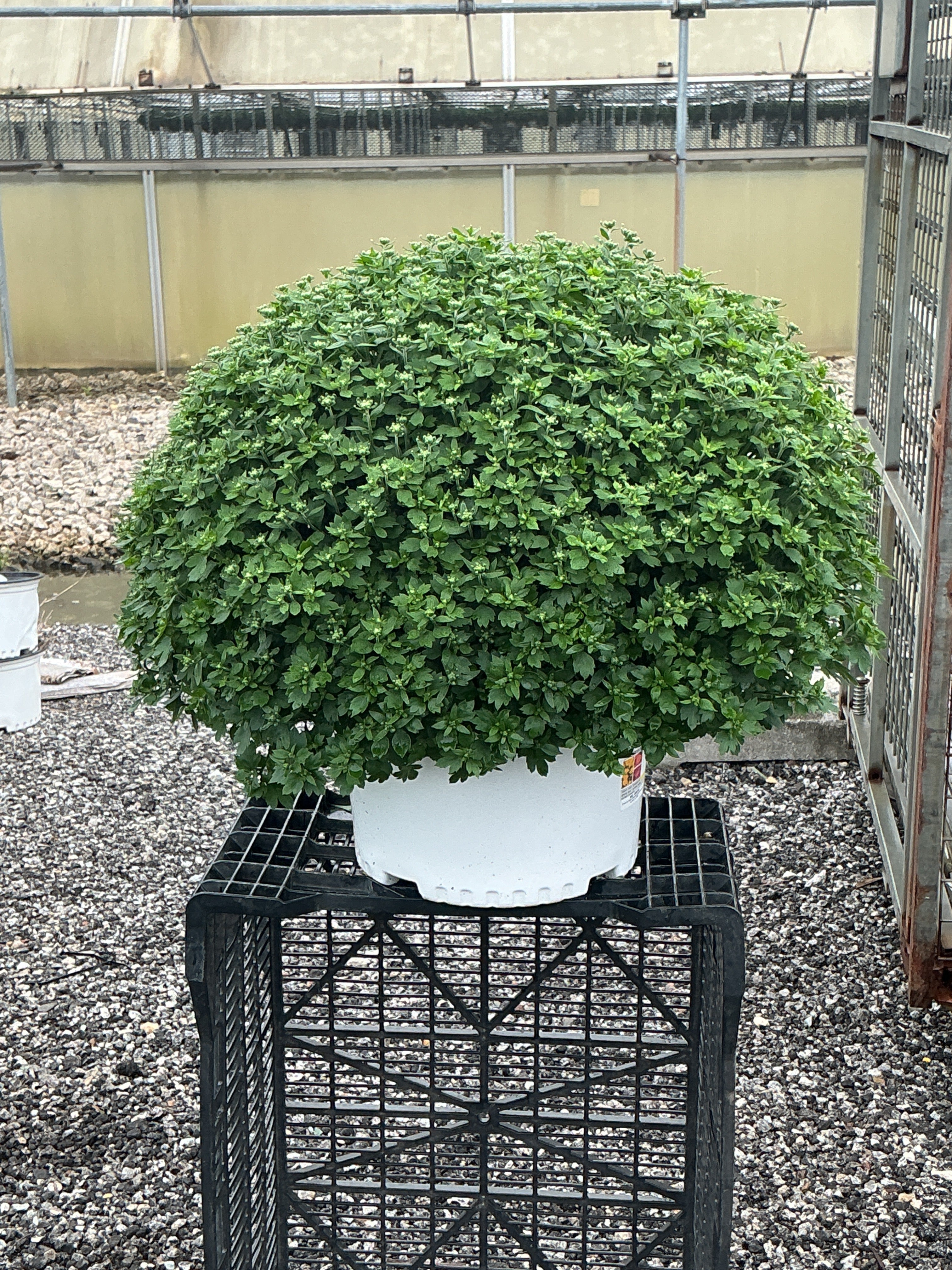 Jacqueline Tricolor (Mix 1) - 10" Potted Garden Mum