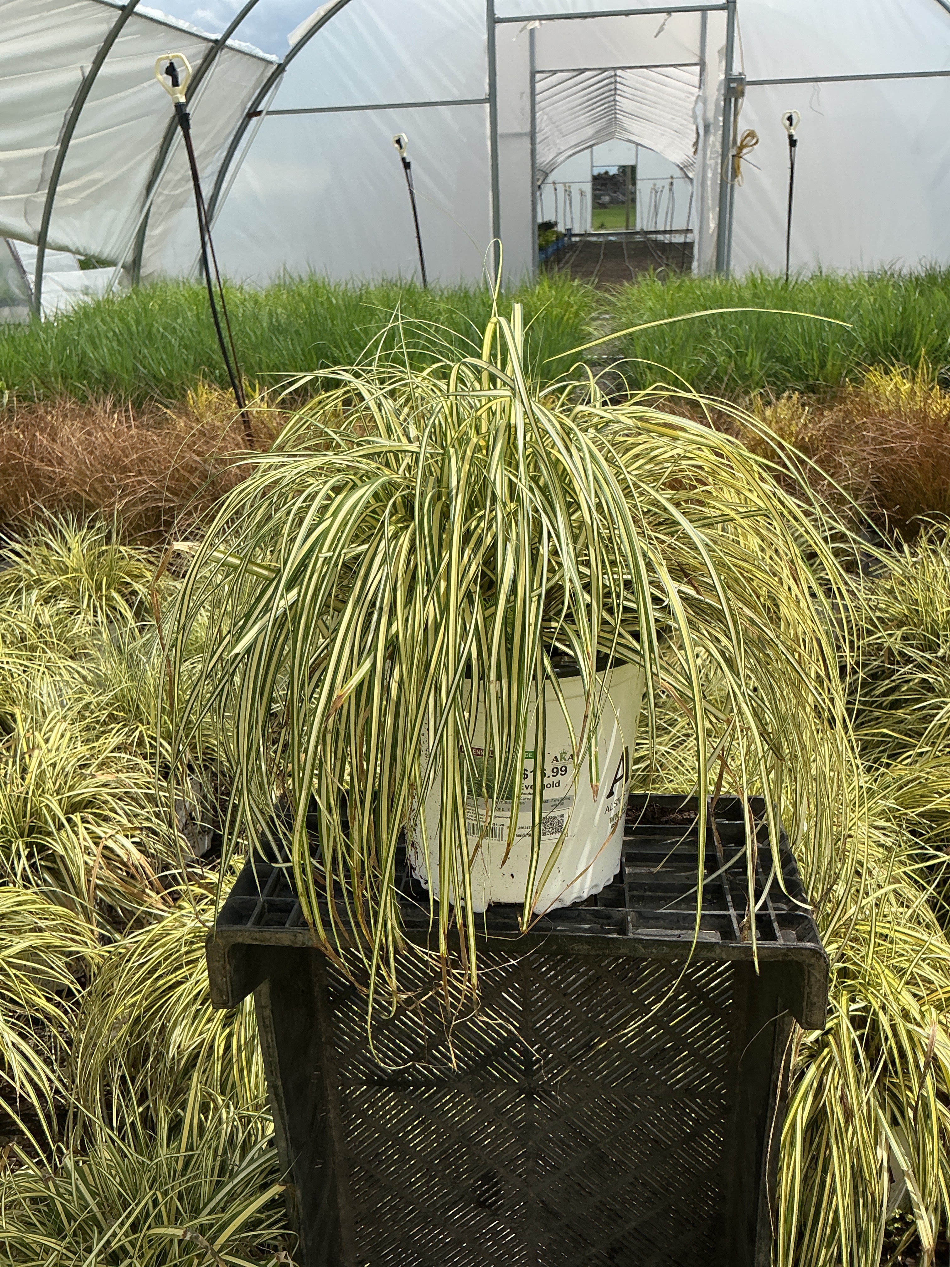 Carex Woodsedge Evergold