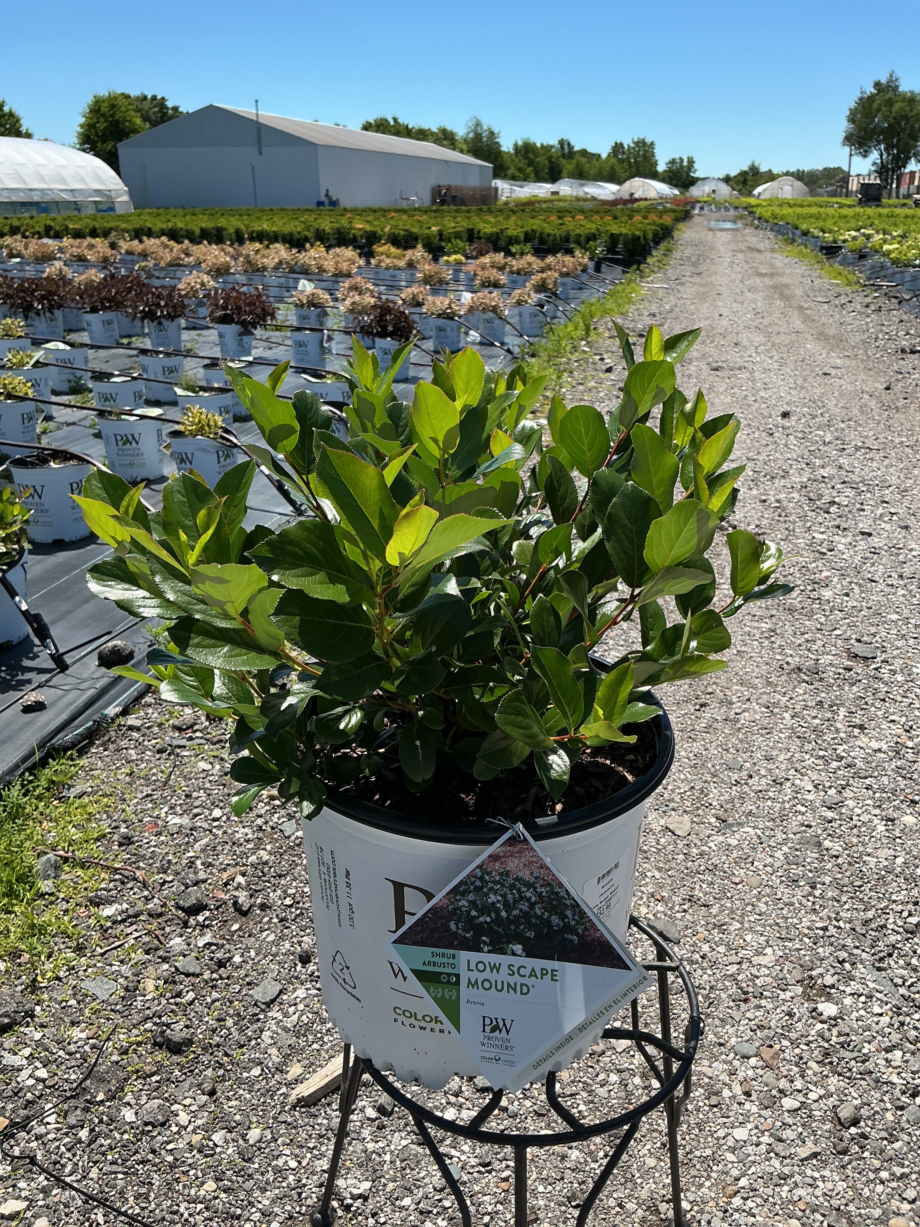 Aronia Low Scape Mound