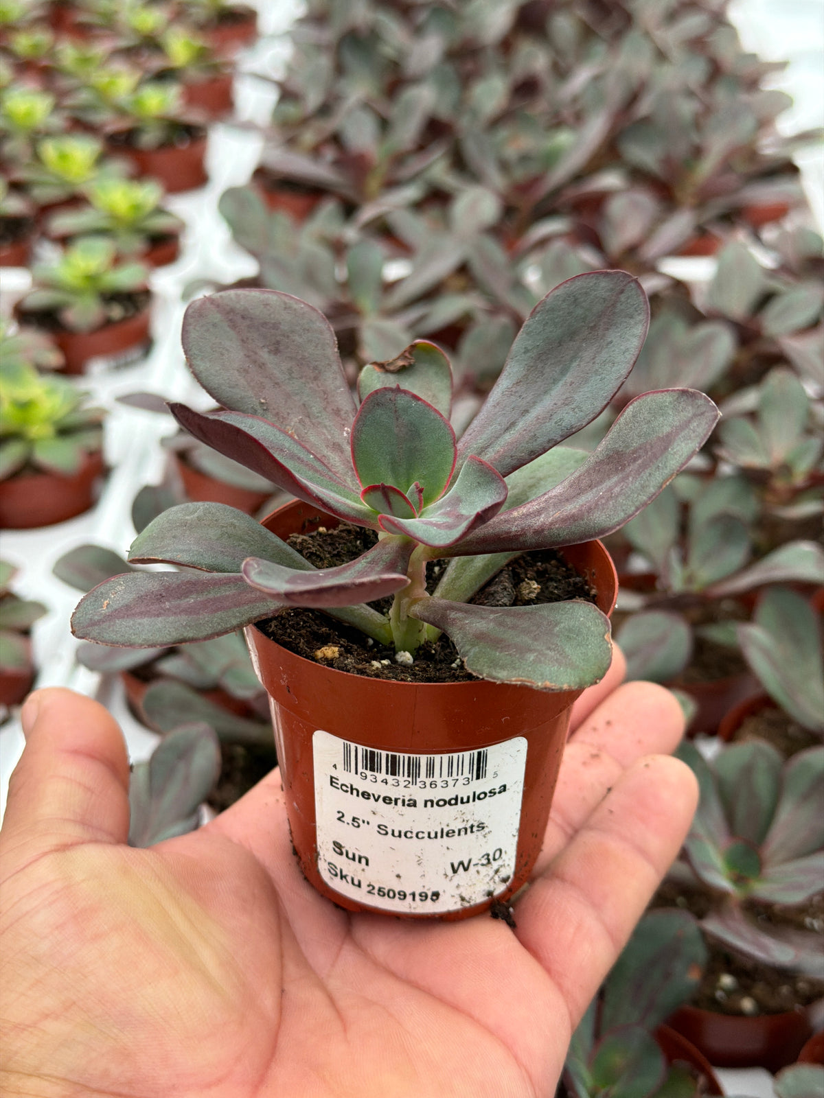 Echeveria nodulosa - 2.5" Succulent