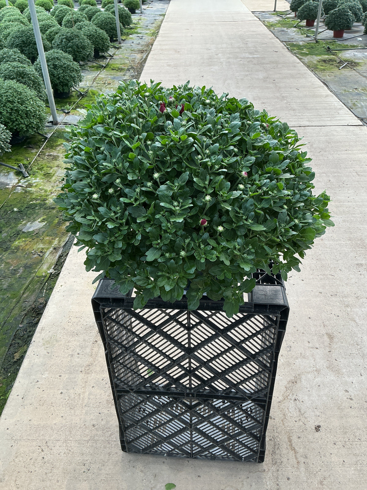 Lucky Purple - 8"x5" Potted Garden Mum