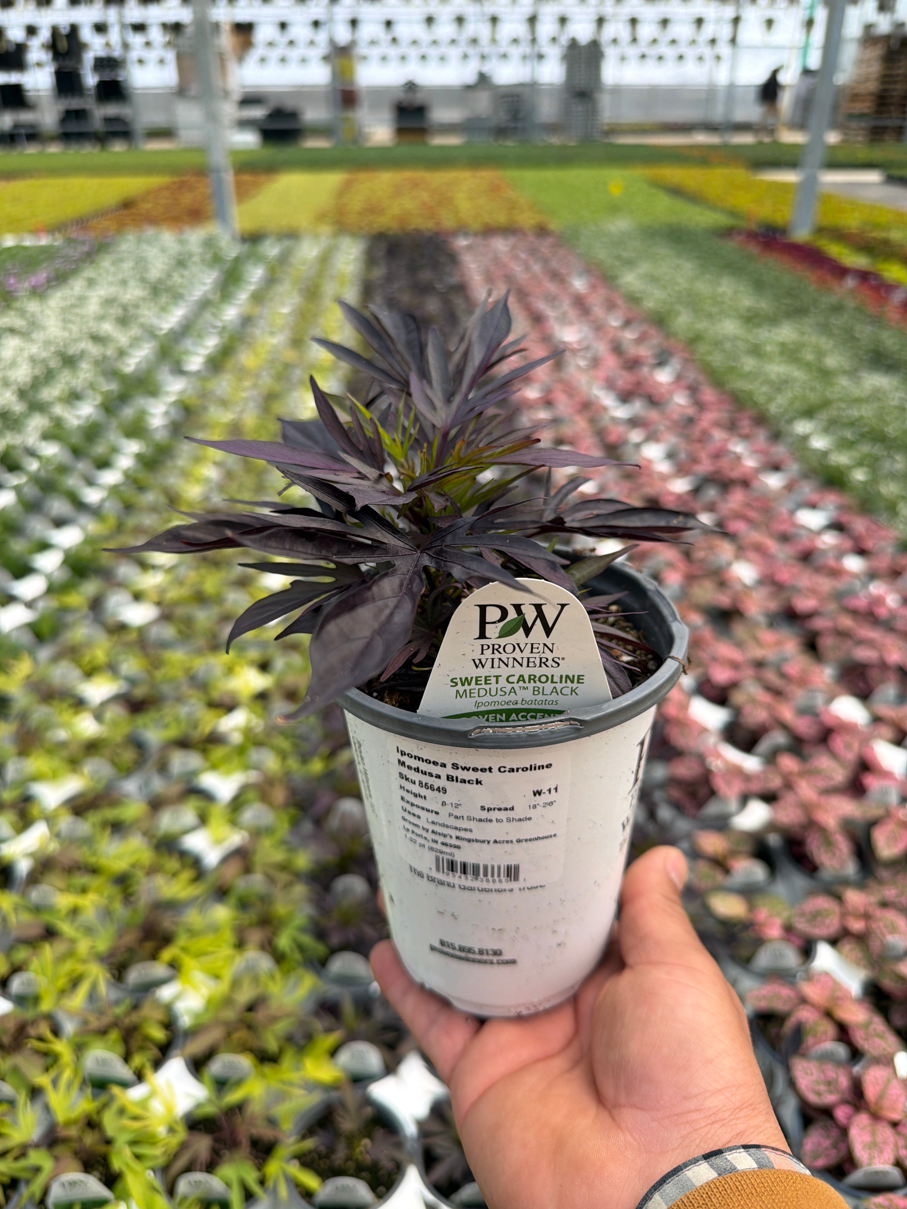Ipomoea Sweet Caroline Medusa Black - 4.25" Proven Winners Annual