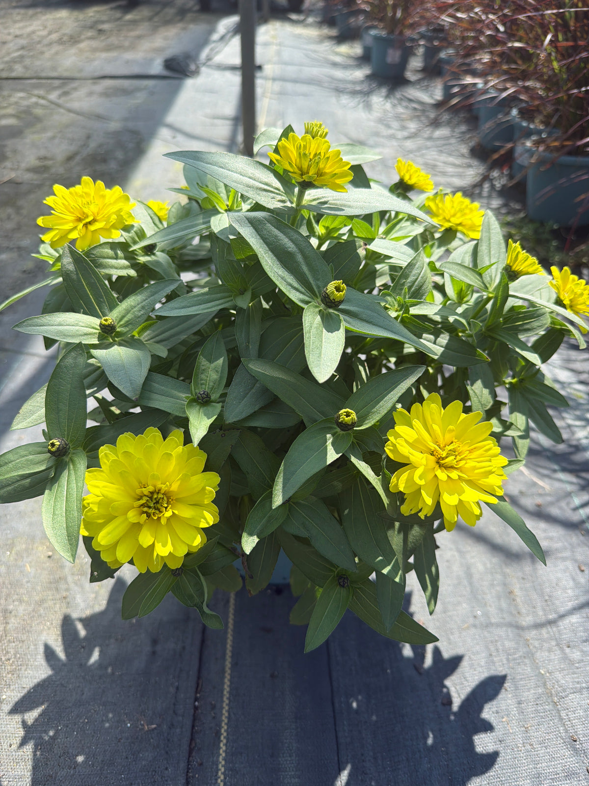 Zinnia Zahara Double Yellow - 8" Planter