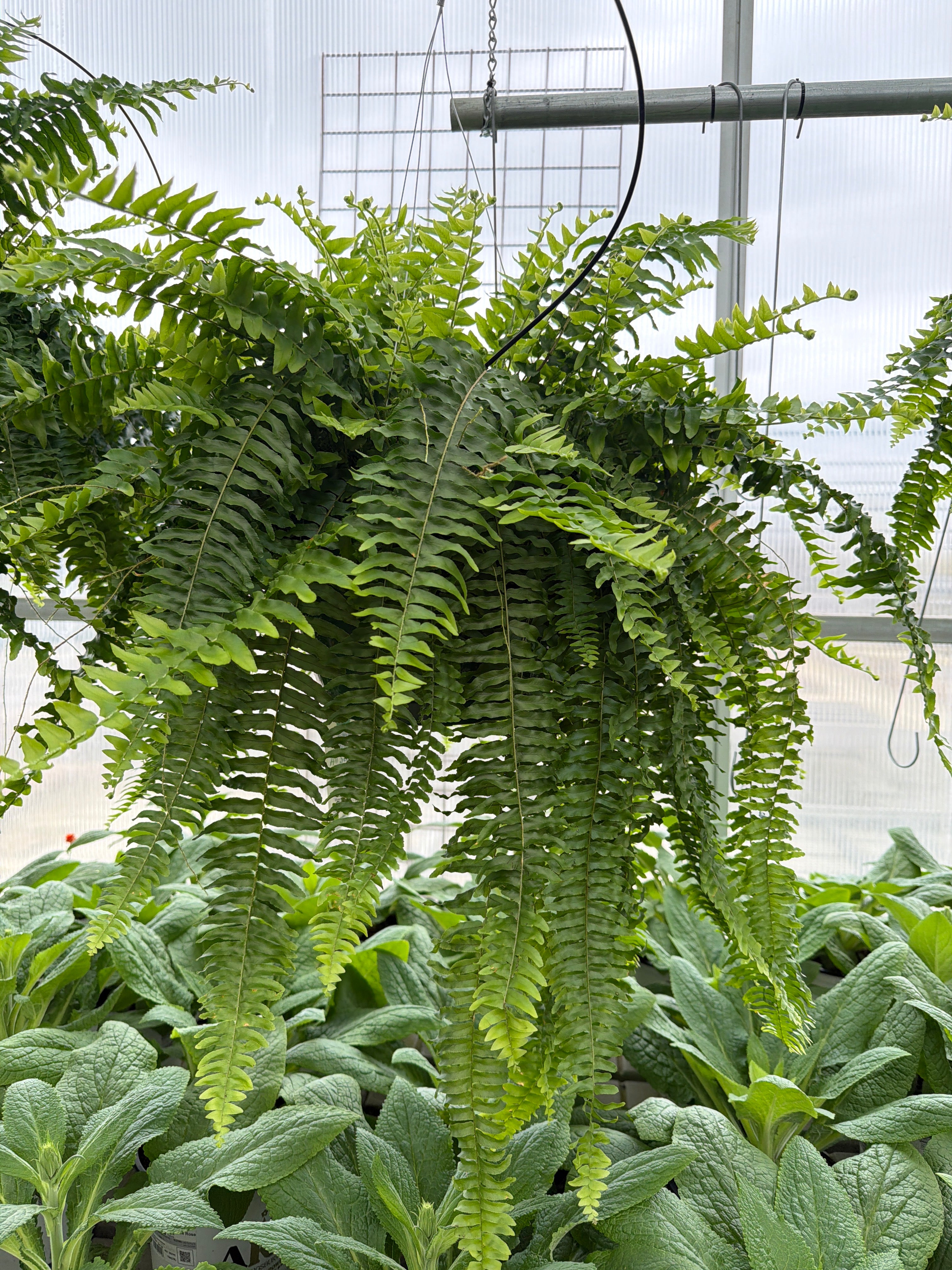 Boston Fern - 11" Hanging Basket