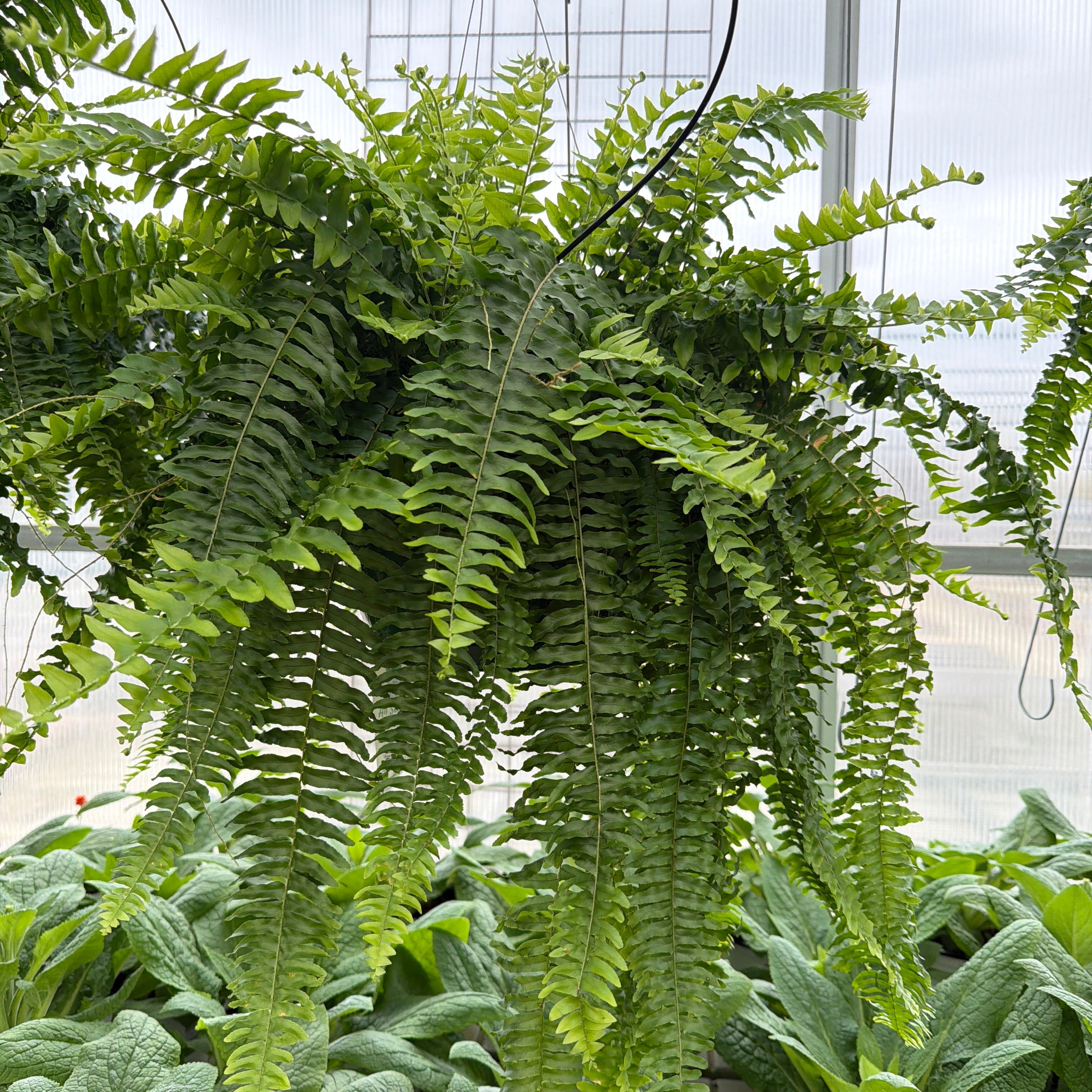 Boston Fern - 11" Hanging Basket