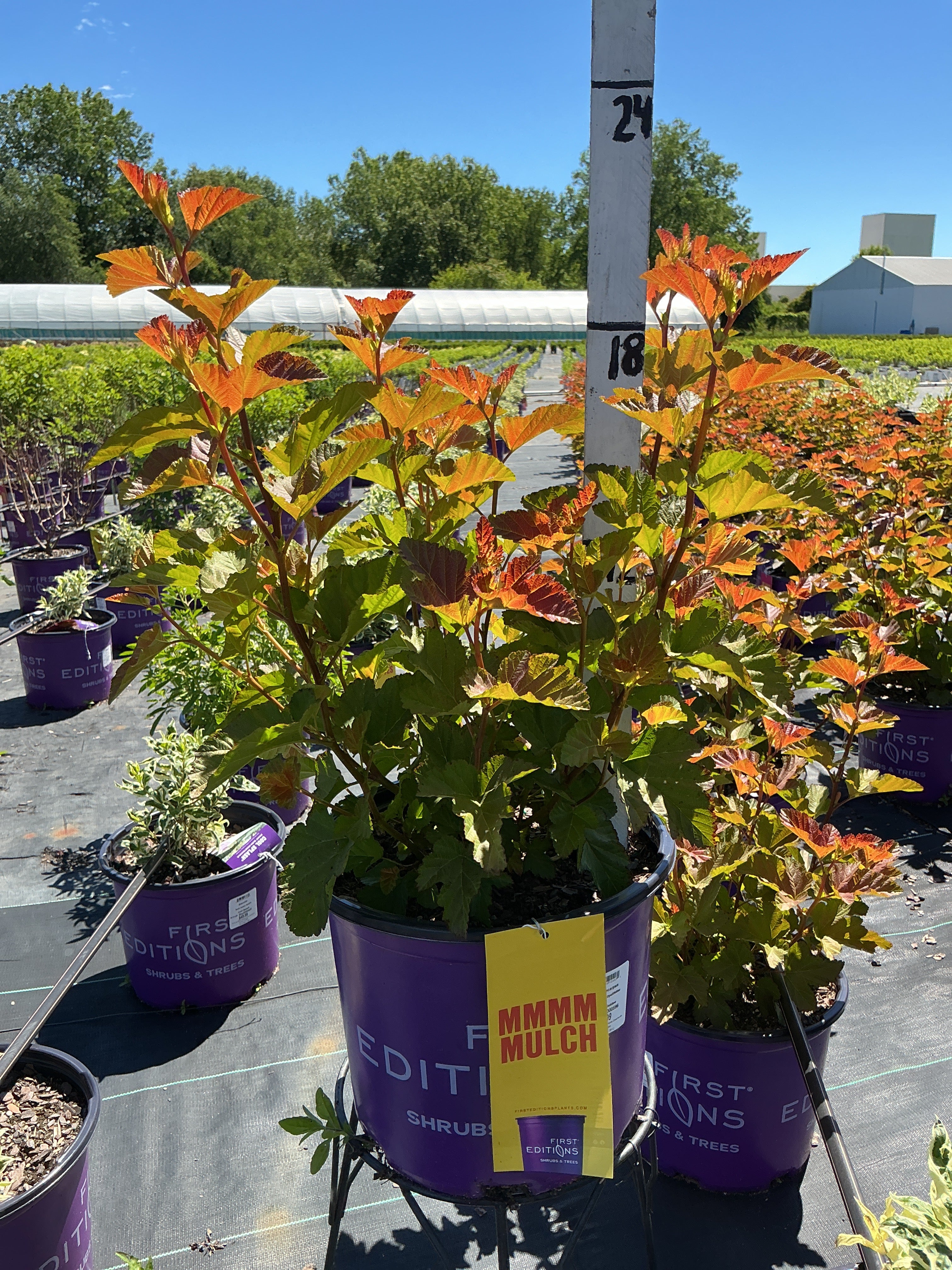 Physocarpus Amber Jubilee