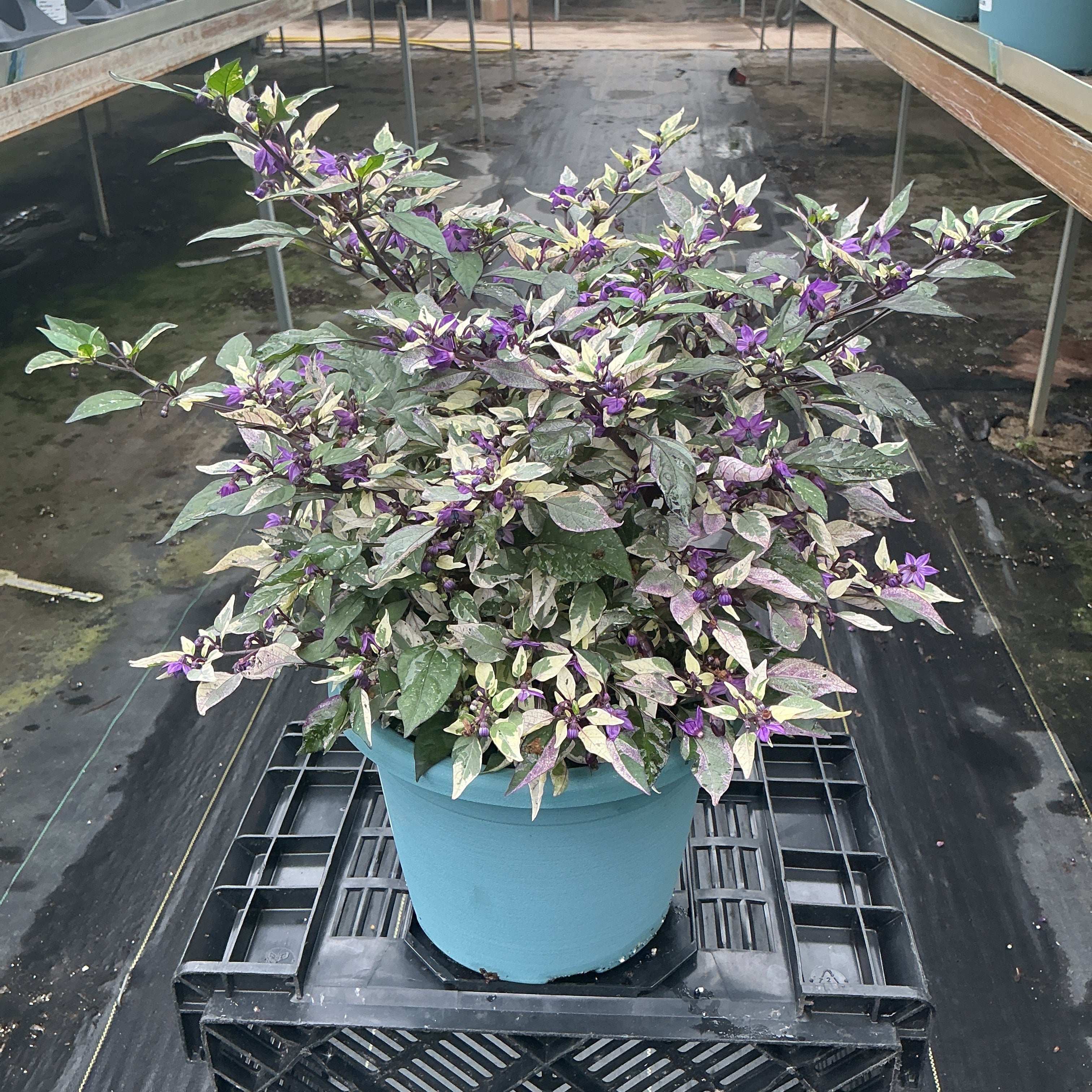 Calico Ornamental Pepper - 8" Fall Annuals