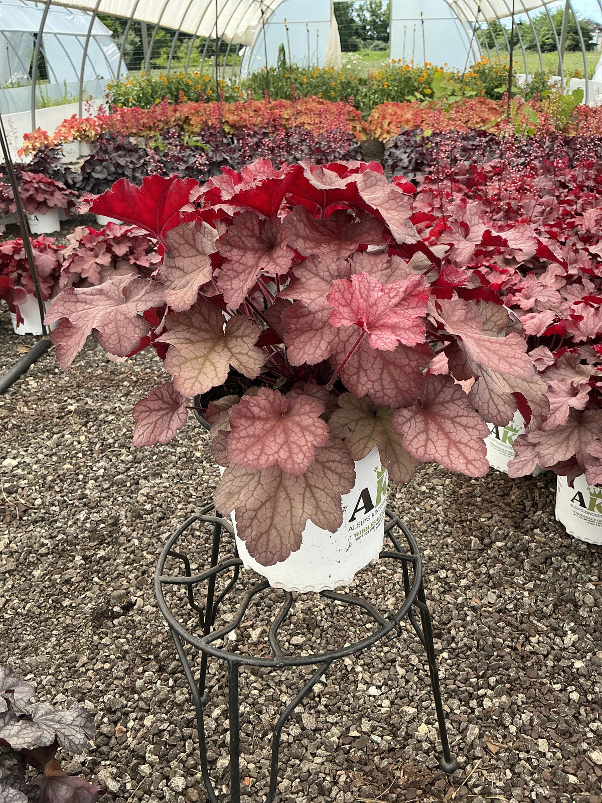 Heuchera Coral Bell Georgia Peach