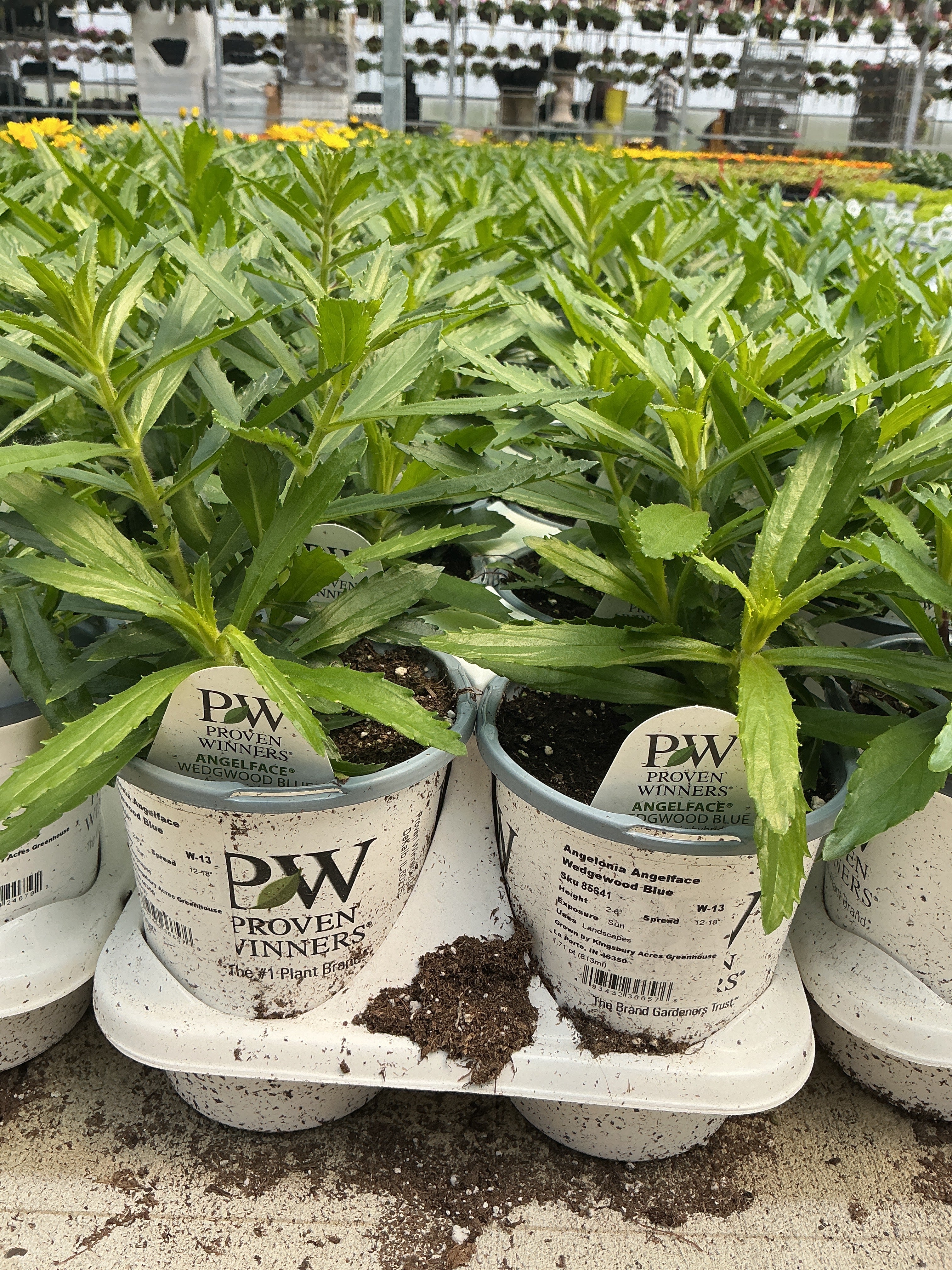 Angelonia Angelface Wedgewood Blue - 4.25" Proven Winners Annual
