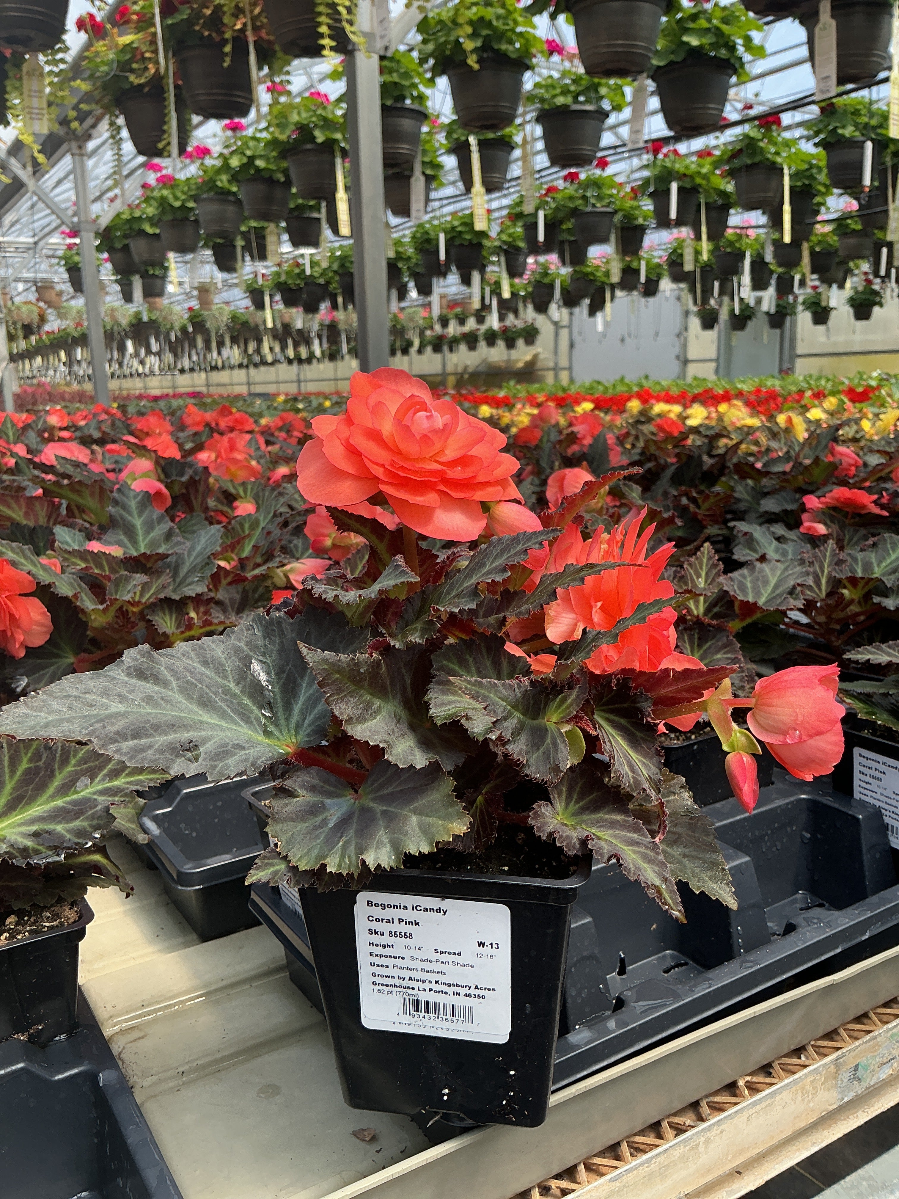 Begonia iCandy Coral Pink - 4.5" Potted Begonia