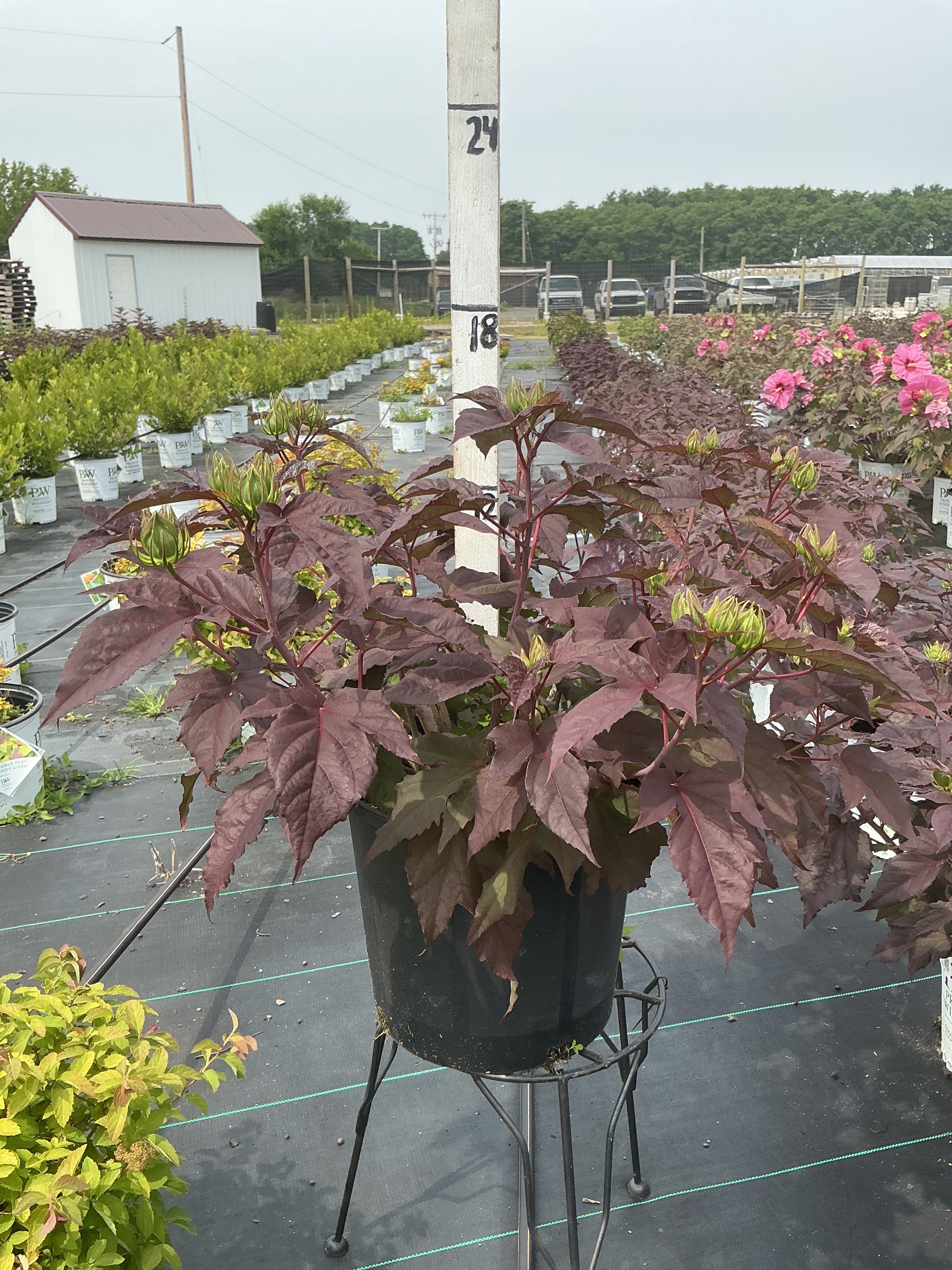 Hibiscus Rose Mallow Starry Starry Night