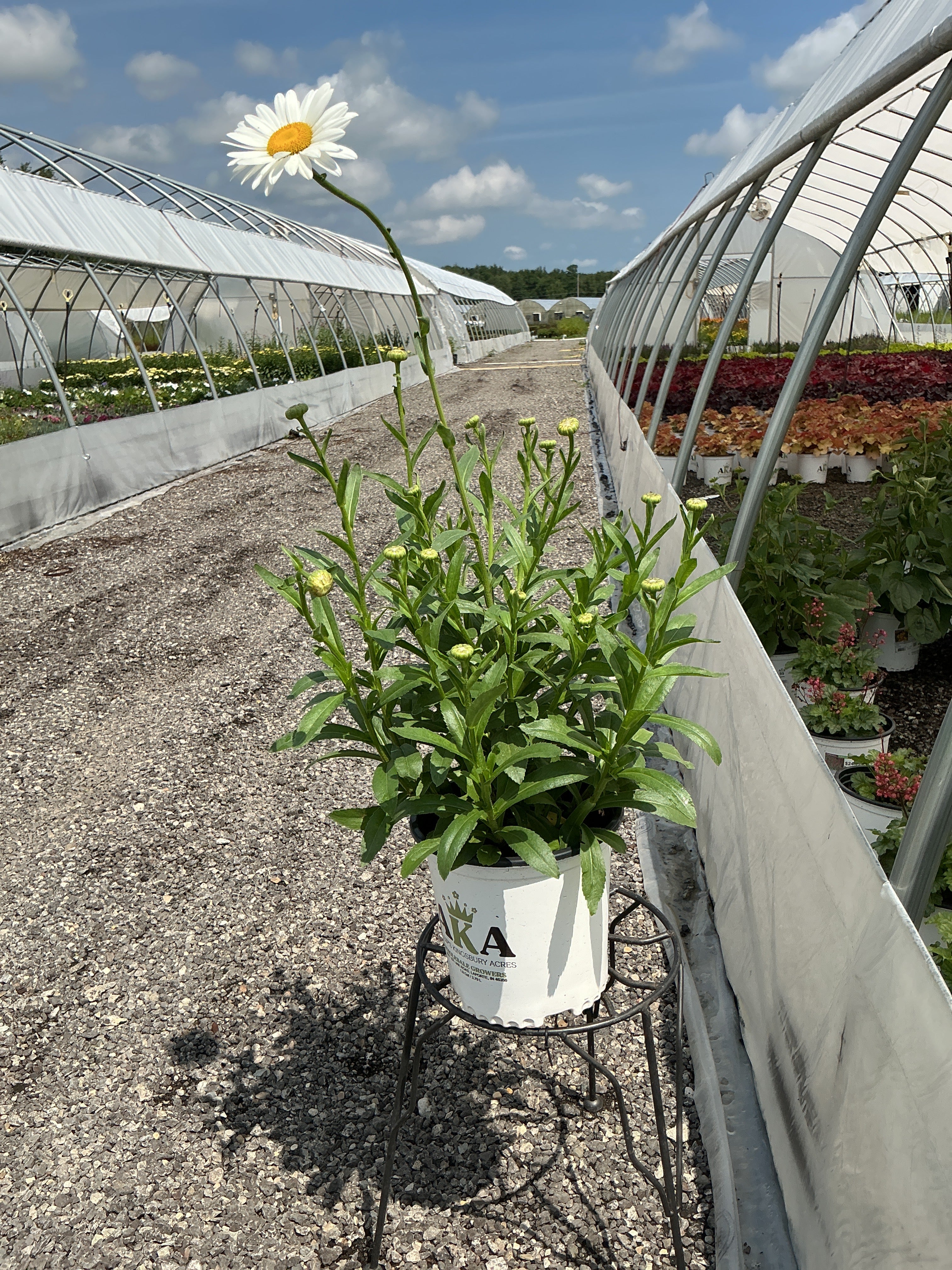 Leucanthemum Shasta Daisy Becky