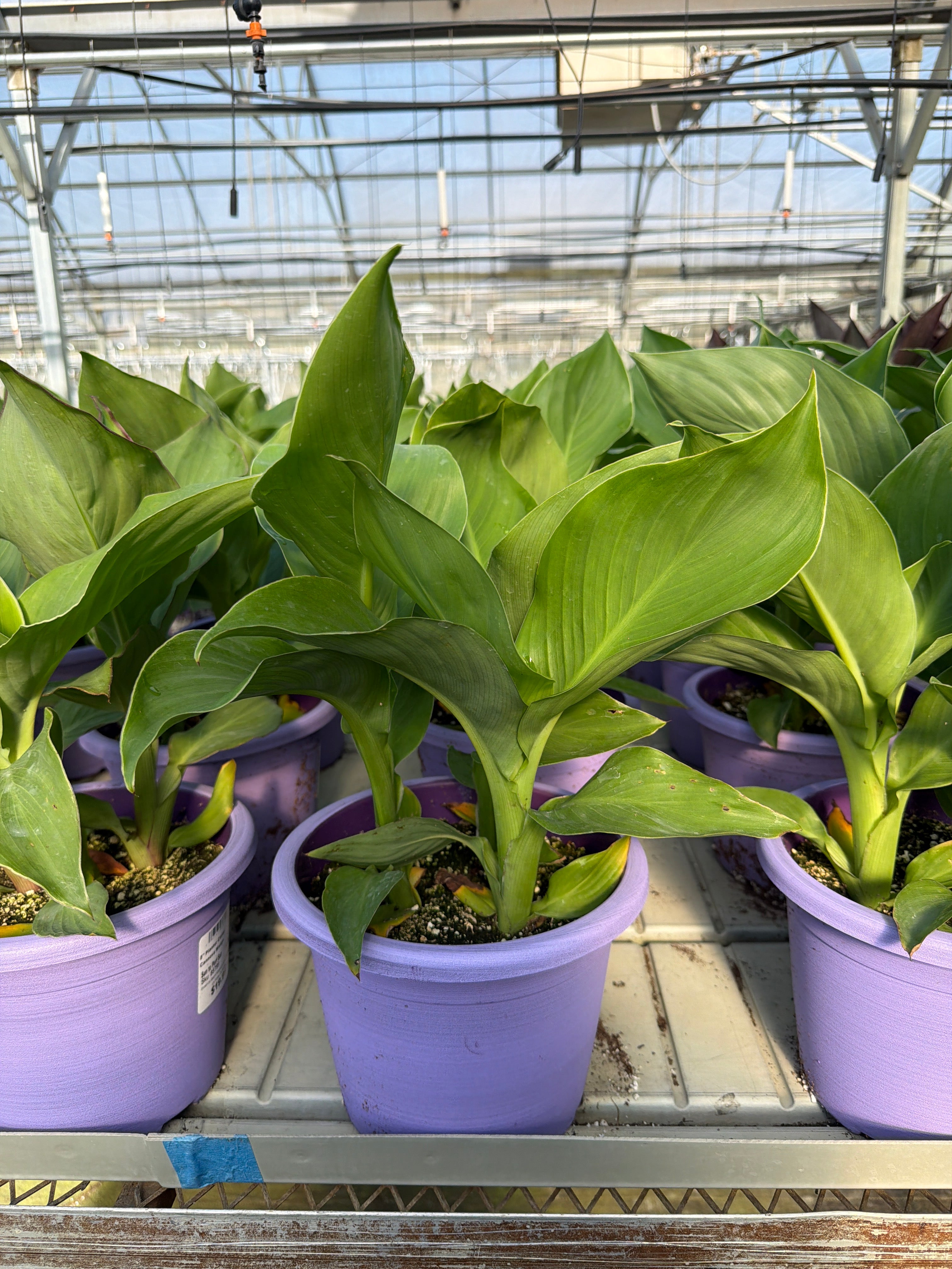 Canna Cannova Golden Leopard - 8" Planter