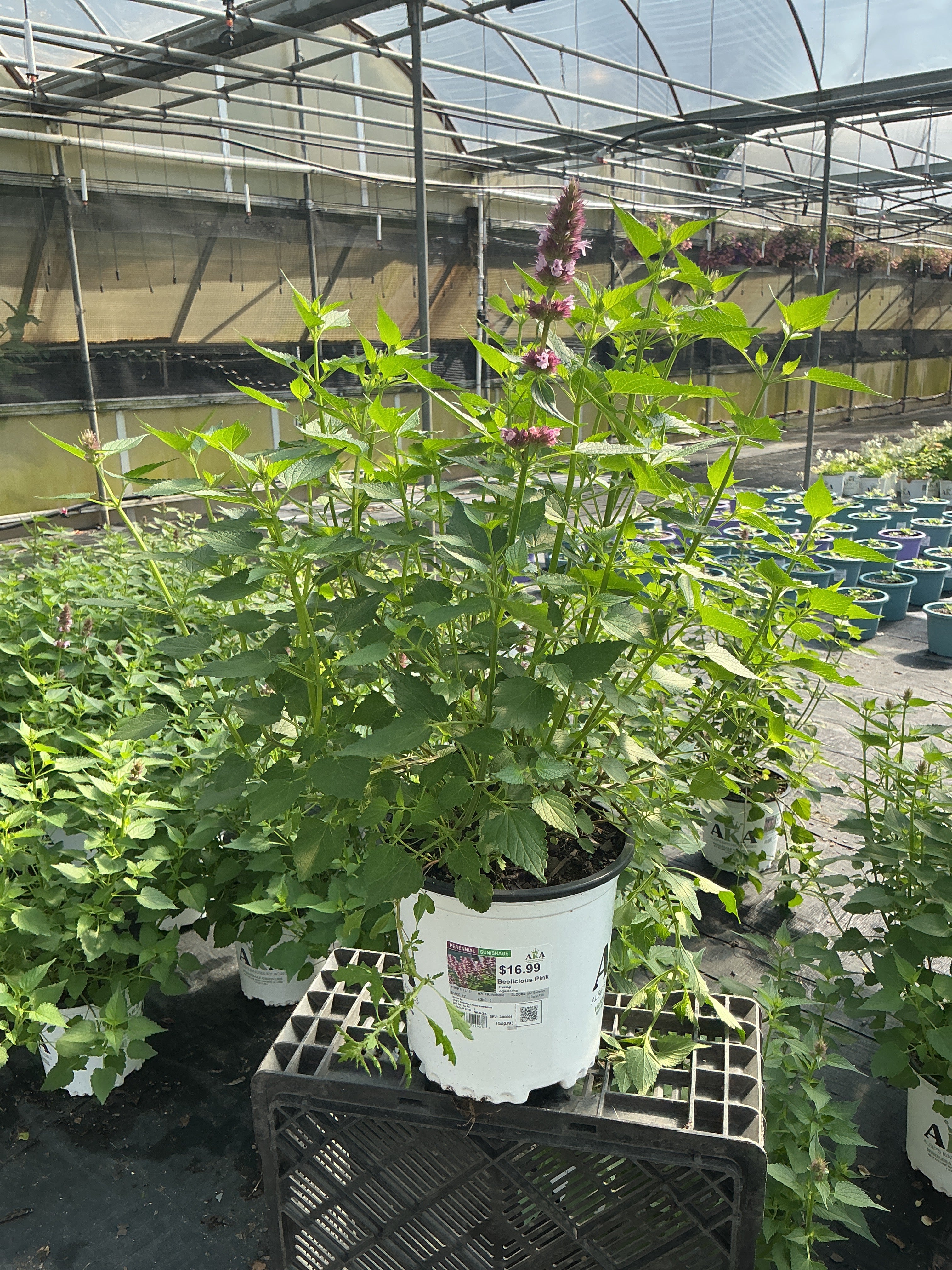 Agastache Hyssop Beelicious Pink