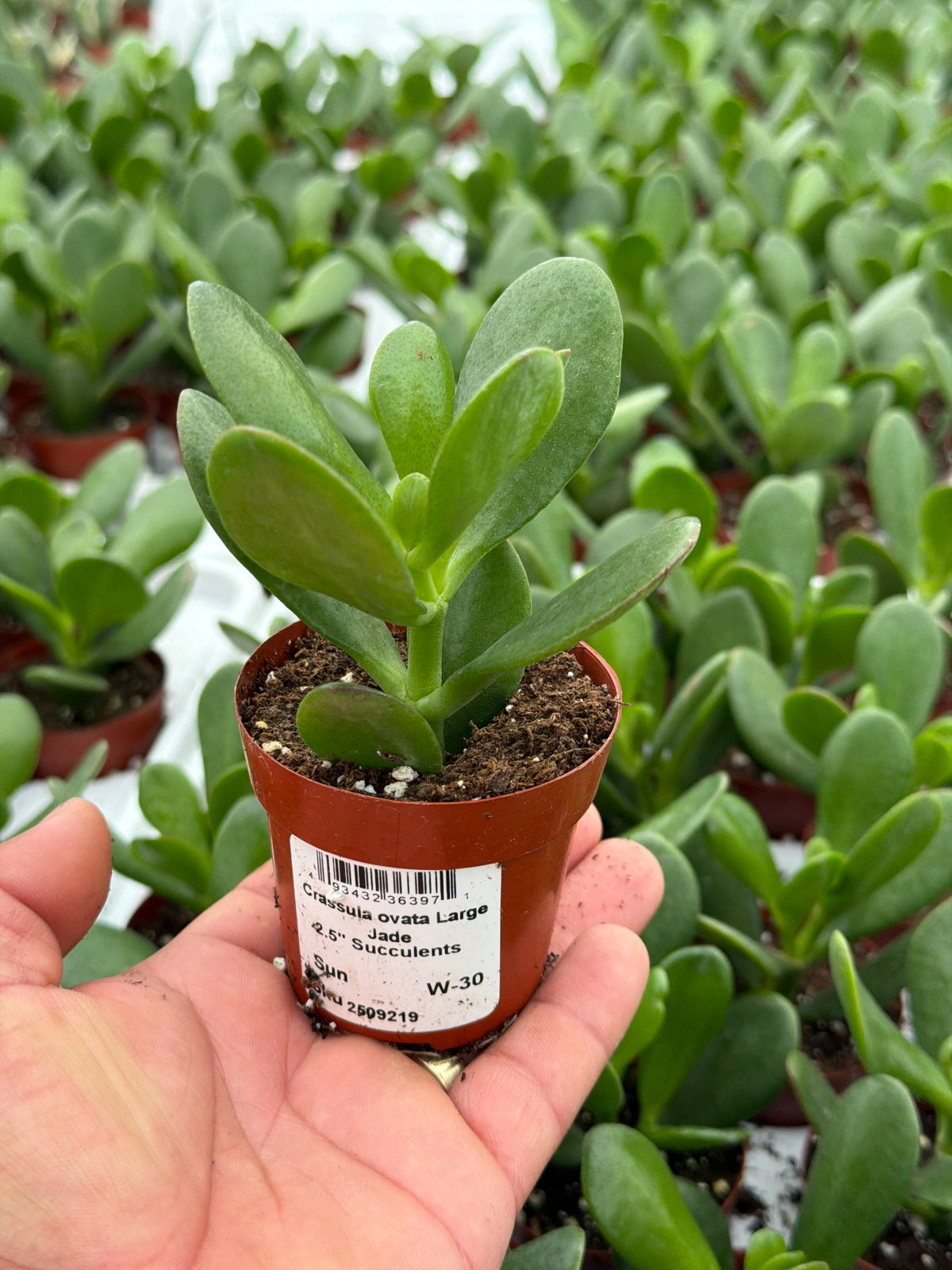 Crassula ovata Large Jade - 2.5" Succulent