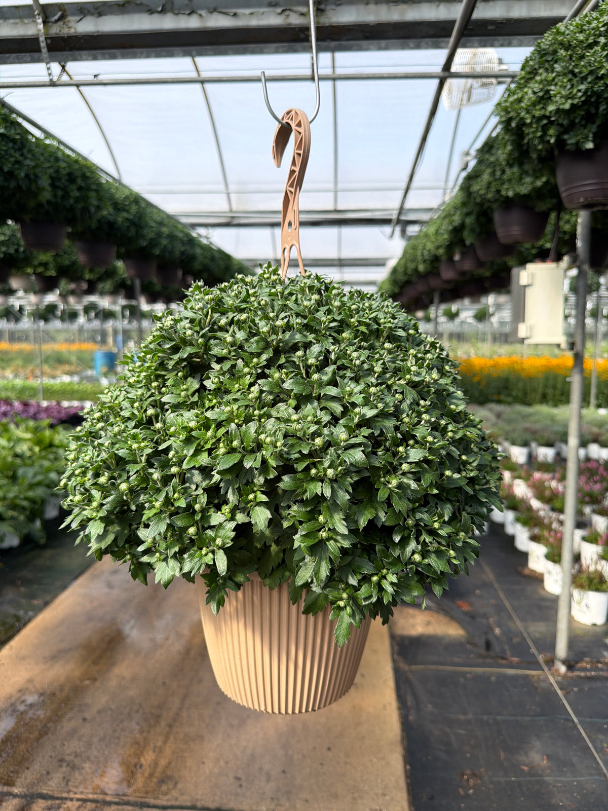 Flamingo Cranberry - 8" Garden Mum Hanging Basket (Copy)