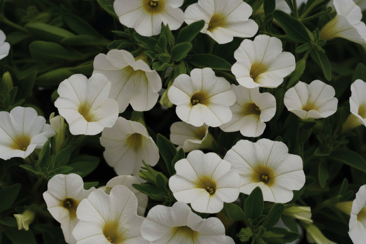 Calibrachoa Superbells White - 4.25" Proven Winners Annual